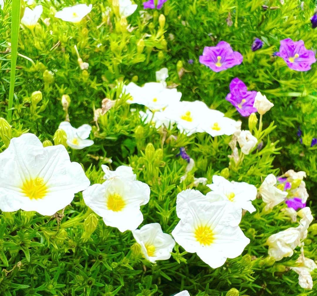竹井亮介のインスタグラム：「2023年5月25日。 ギンパイソウ、で、いいのかな。 #今朝の色  #お花」
