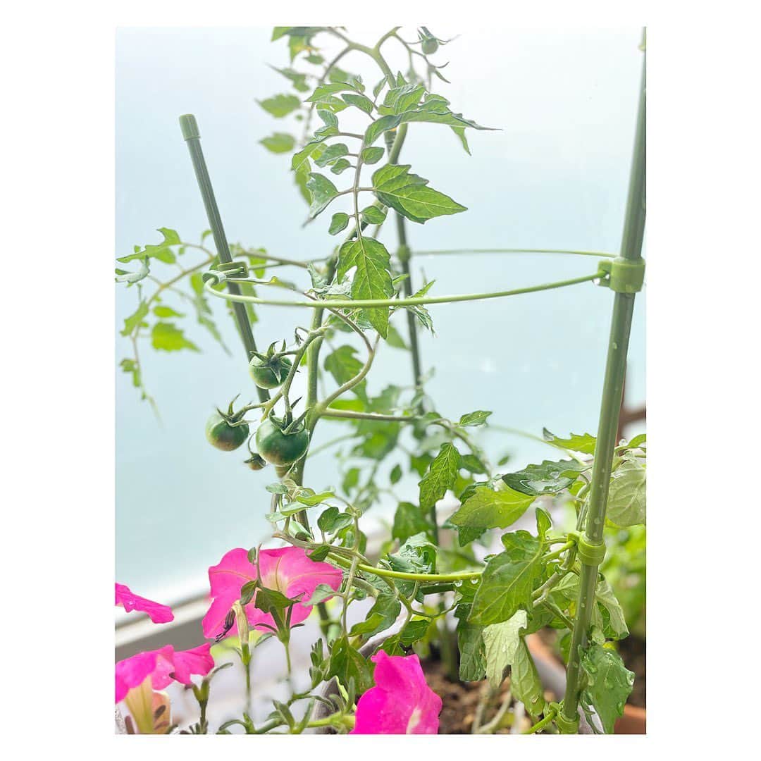三倉佳奈さんのインスタグラム写真 - (三倉佳奈Instagram)「もう5月もあと1週間。 お久しぶりの投稿になってしまいましたが私は元気です！ 毎日過ぎていくのが早い〜  ベランダのミニトマトが実をつけてきています🍅 昨年種から育てたものの実がならずに夏が終わってしまったので、今年は苗で🙌🏻  他にもナスやシシトウなど栽培中です✨  涼しくて良い気候ですね🍀 皆さま心地よく過ごせますように☺︎  #5月 #ミニトマト栽培」5月25日 11時40分 - kana_mikura0223