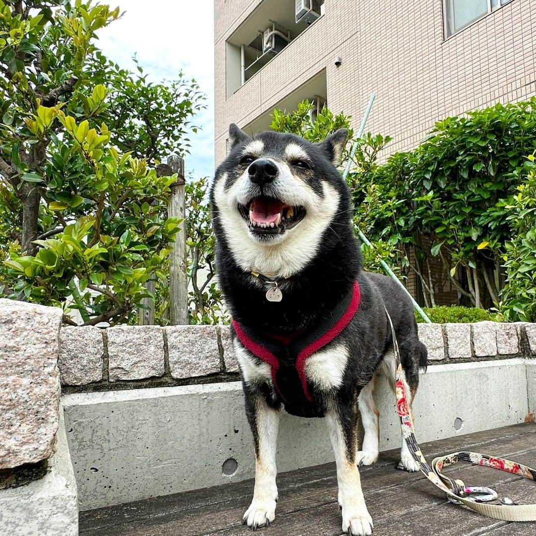 vo_coさんのインスタグラム写真 - (vo_coInstagram)「🐾 こたちゃんが3ヶ月のパピーから5歳になるまで住んでた前のマンション 久しぶりに前を通ったら、普通に入ろうとまっすぐ向かって行った… もう退去してから6年も経ったねぇ住んでた5年よりも長くなったねぇ こたちゃんにとっては生家みたいなもんだから、またたまに立ち寄って匂い嗅いでみたらいいと思うよ！ ＊ #shibastagram #instashiba #shiba #shibainu #黒柴 #柴犬」5月25日 12時00分 - vo_co