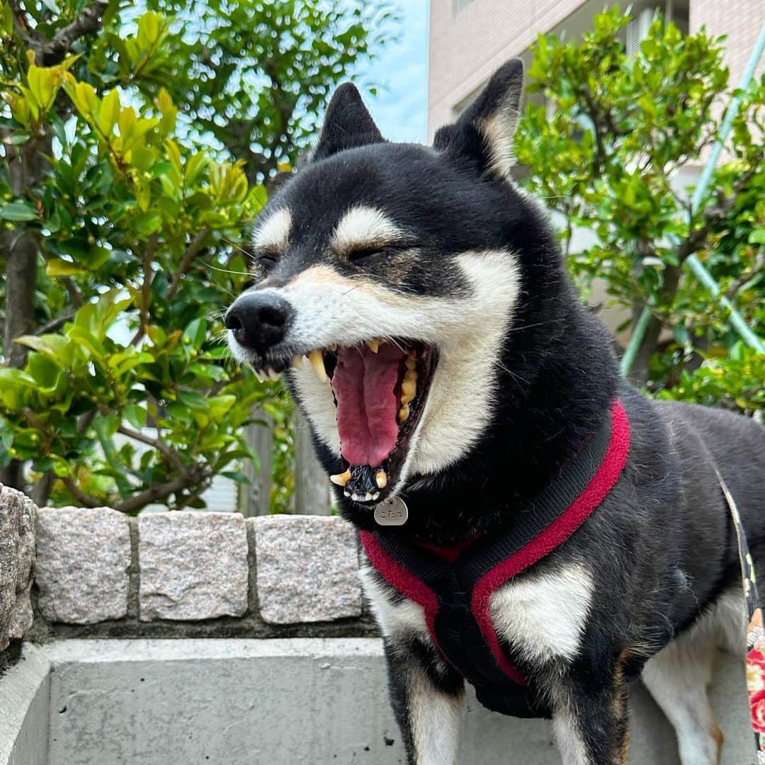 vo_coのインスタグラム：「🐾 こたちゃんが3ヶ月のパピーから5歳になるまで住んでた前のマンション 久しぶりに前を通ったら、普通に入ろうとまっすぐ向かって行った… もう退去してから6年も経ったねぇ住んでた5年よりも長くなったねぇ こたちゃんにとっては生家みたいなもんだから、またたまに立ち寄って匂い嗅いでみたらいいと思うよ！ ＊ #shibastagram #instashiba #shiba #shibainu #黒柴 #柴犬」