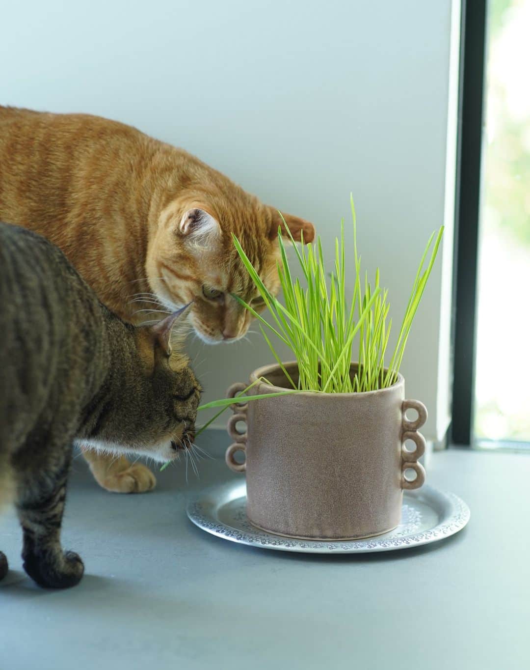 オルネ ド フォイユさんのインスタグラム写真 - (オルネ ド フォイユInstagram)「.  こういう形を見ると、 どうしても試さずに入れない🐱 案の定、Sサイズは猫草もぴったりでした。  丸が連なるフリルのような装飾がユニークで オブジェのように映える、フラワーポットです。  観葉植物を入れて飾ったり、猫草を入れたり。 細々とした道具やペンを立ててもよし。  商品名 ストーンウェア・フリルフラワーポット  ●商品詳細は プロフィールのリンクからご確認ください。 👉@ornedefeuilles  ※オンラインショップと不動前店の取扱い商品は異なります。  #猫草 #猫草入れ #猫草ポット #猫グッズ #猫のいる暮らし #暮らしを楽しむ #心地よい暮らし #丁寧な暮らし #ornedefeuilles #オルネドフォイユ」5月25日 12時37分 - ornedefeuilles