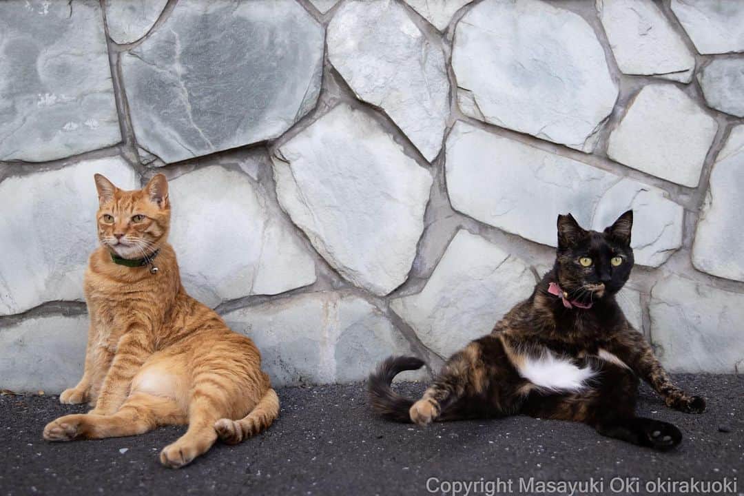 Masayukiさんのインスタグラム写真 - (MasayukiInstagram)「くつろぐ。  #cat #ねこ #猫 #東京カメラ部 #nekoclub  #mmgtw #my_eos_photo  #yourshotphotographer」5月25日 12時49分 - okirakuoki
