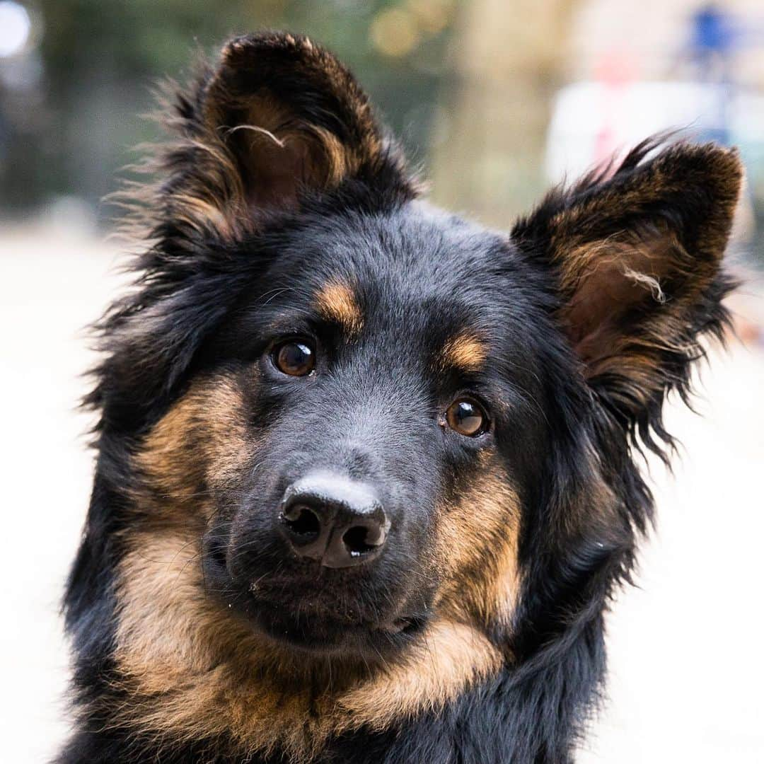 The Dogistさんのインスタグラム写真 - (The DogistInstagram)「Wookie, Bohemian Shepherd (8 m/o), Washington Square Park, New York, NY • “They’re from the Czech Republic and descended from the German Shepherd. They’re bred to be watch dogs; they’re just loud, not a protection dog. He’s one of the first 50 in the United States. We have a mirror in our lobby and every morning he barks at himself in the mirror. The doorman calls him ‘the noise maker’. His favorite song is ‘Jump On It.’” @wookiethecookie11」5月26日 0時40分 - thedogist