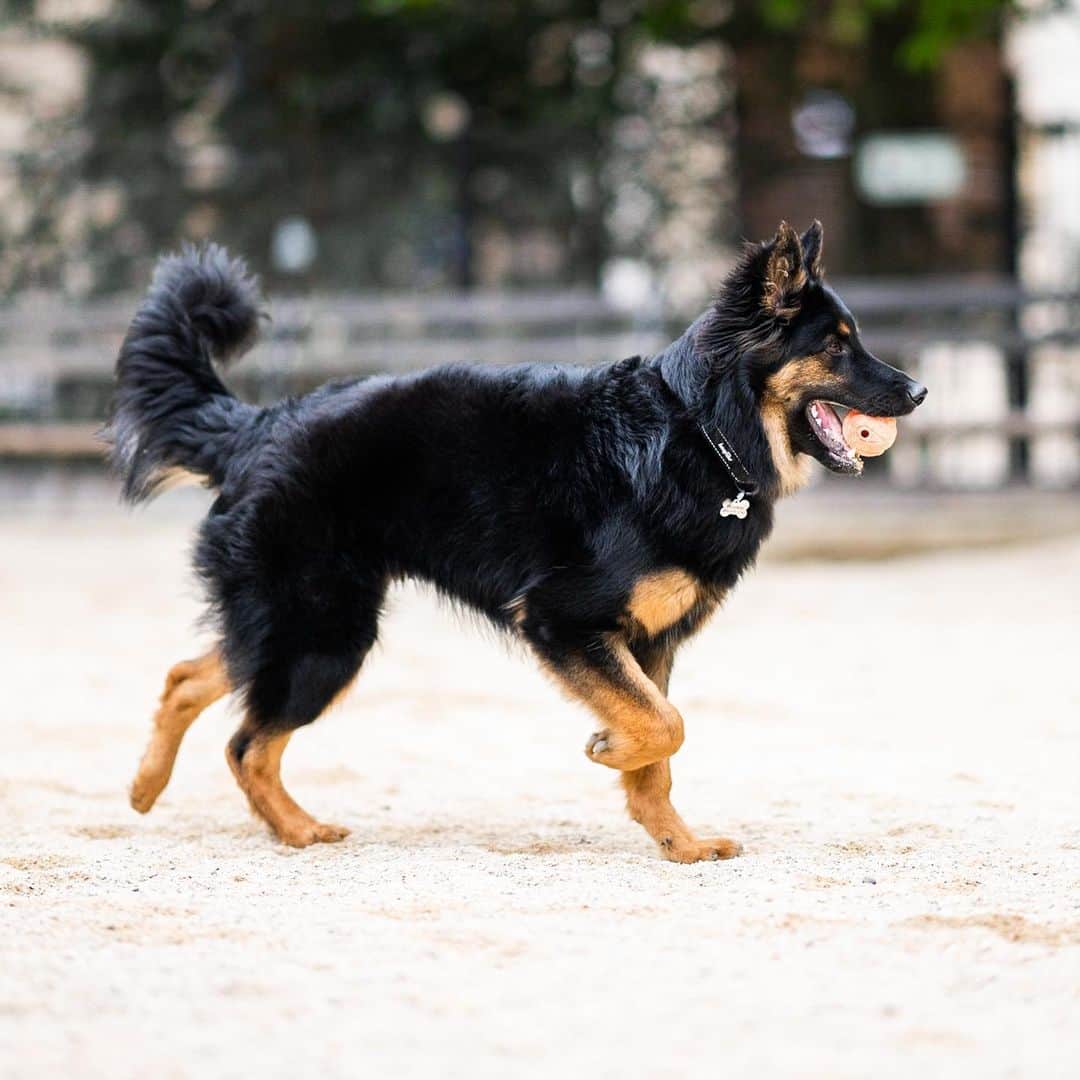 The Dogistさんのインスタグラム写真 - (The DogistInstagram)「Wookie, Bohemian Shepherd (8 m/o), Washington Square Park, New York, NY • “They’re from the Czech Republic and descended from the German Shepherd. They’re bred to be watch dogs; they’re just loud, not a protection dog. He’s one of the first 50 in the United States. We have a mirror in our lobby and every morning he barks at himself in the mirror. The doorman calls him ‘the noise maker’. His favorite song is ‘Jump On It.’” @wookiethecookie11」5月26日 0時40分 - thedogist