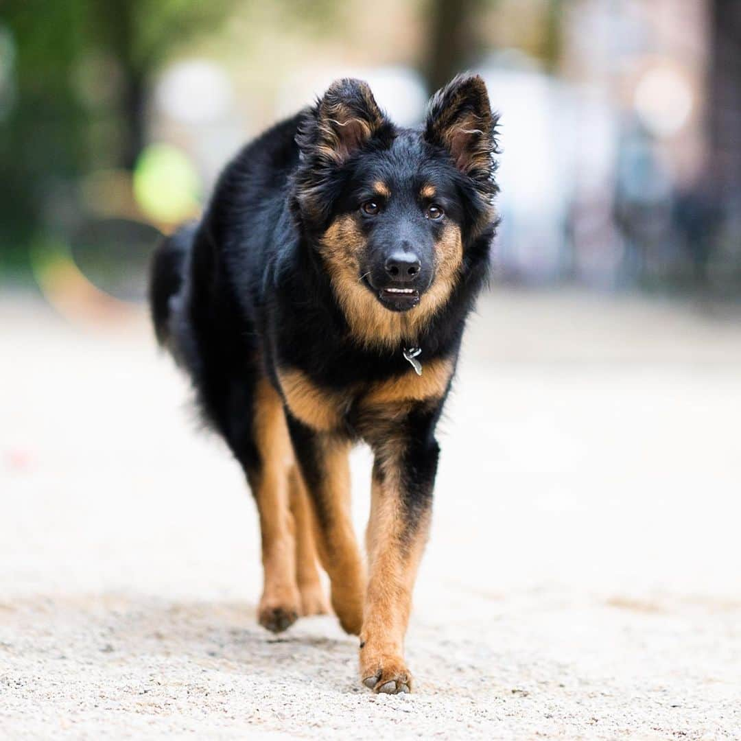 The Dogistさんのインスタグラム写真 - (The DogistInstagram)「Wookie, Bohemian Shepherd (8 m/o), Washington Square Park, New York, NY • “They’re from the Czech Republic and descended from the German Shepherd. They’re bred to be watch dogs; they’re just loud, not a protection dog. He’s one of the first 50 in the United States. We have a mirror in our lobby and every morning he barks at himself in the mirror. The doorman calls him ‘the noise maker’. His favorite song is ‘Jump On It.’” @wookiethecookie11」5月26日 0時40分 - thedogist