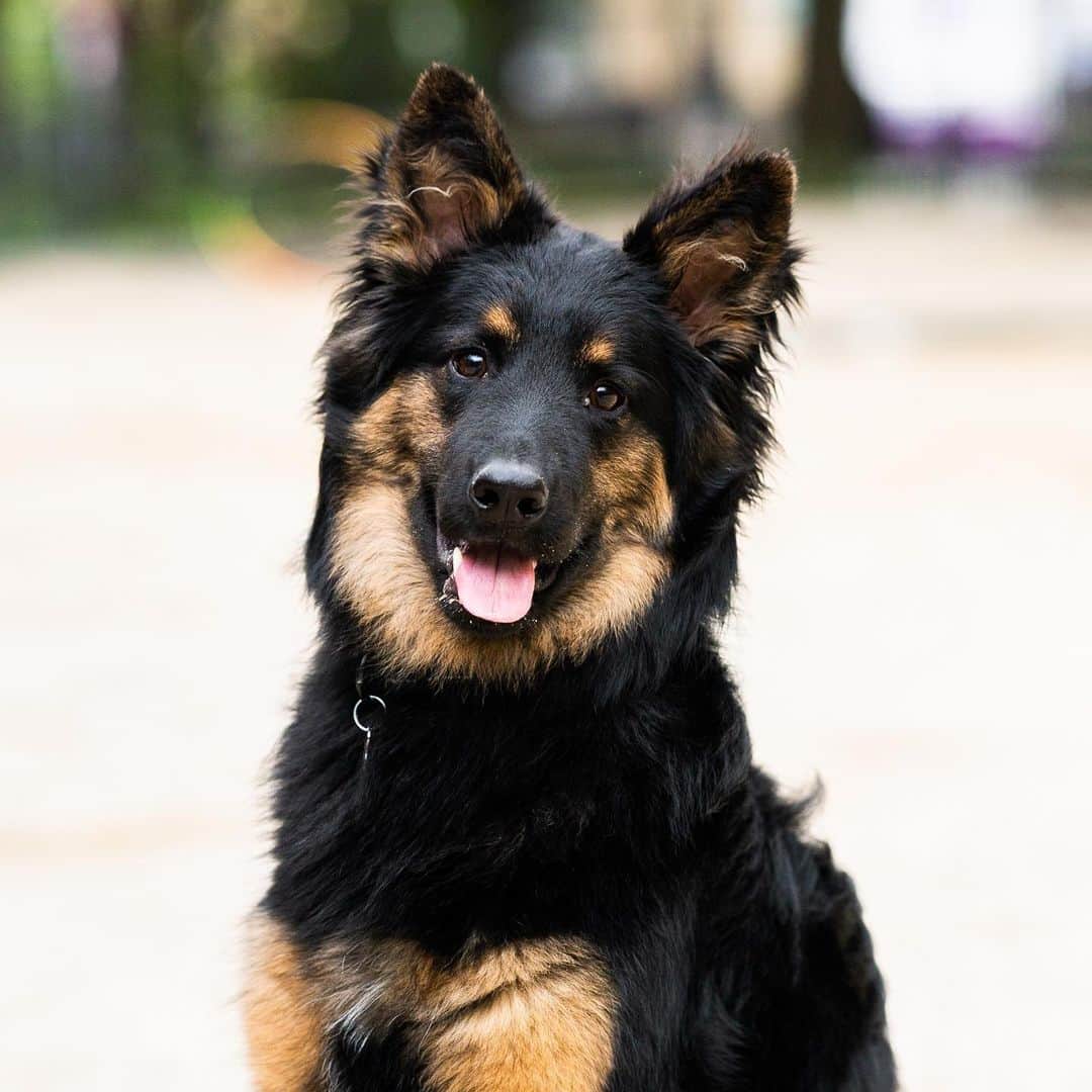 The Dogistさんのインスタグラム写真 - (The DogistInstagram)「Wookie, Bohemian Shepherd (8 m/o), Washington Square Park, New York, NY • “They’re from the Czech Republic and descended from the German Shepherd. They’re bred to be watch dogs; they’re just loud, not a protection dog. He’s one of the first 50 in the United States. We have a mirror in our lobby and every morning he barks at himself in the mirror. The doorman calls him ‘the noise maker’. His favorite song is ‘Jump On It.’” @wookiethecookie11」5月26日 0時40分 - thedogist
