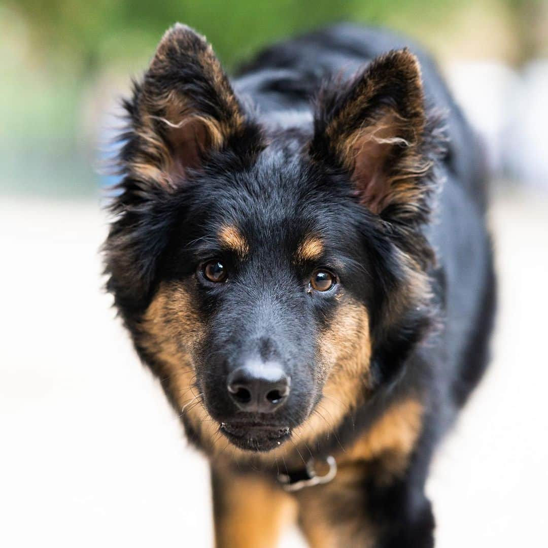 The Dogistさんのインスタグラム写真 - (The DogistInstagram)「Wookie, Bohemian Shepherd (8 m/o), Washington Square Park, New York, NY • “They’re from the Czech Republic and descended from the German Shepherd. They’re bred to be watch dogs; they’re just loud, not a protection dog. He’s one of the first 50 in the United States. We have a mirror in our lobby and every morning he barks at himself in the mirror. The doorman calls him ‘the noise maker’. His favorite song is ‘Jump On It.’” @wookiethecookie11」5月26日 0時40分 - thedogist