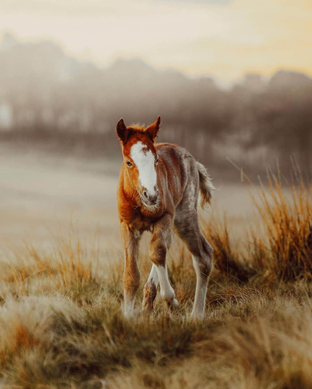 Canon UKさんのインスタグラム写真 - (Canon UKInstagram)「Thanks to @theperkspective for brightening our day with these beautiful photos from their walk around the Brecon Beacons 🐴 😊  What are your photography plans for the coming bank holiday weekend?  Camera: EOS R Lens: EF 70-200 f2.8 IS II USM Shutter Speed:1/640 , Aperture: f/5.6 , ISO1250  #canonuk #mycanon #canon_photography #liveforthestory」5月25日 23時30分 - canonuk