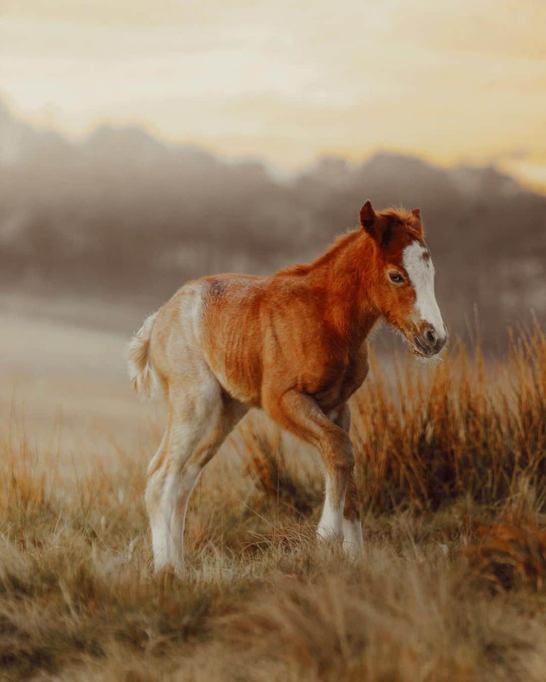 Canon UKさんのインスタグラム写真 - (Canon UKInstagram)「Thanks to @theperkspective for brightening our day with these beautiful photos from their walk around the Brecon Beacons 🐴 😊  What are your photography plans for the coming bank holiday weekend?  Camera: EOS R Lens: EF 70-200 f2.8 IS II USM Shutter Speed:1/640 , Aperture: f/5.6 , ISO1250  #canonuk #mycanon #canon_photography #liveforthestory」5月25日 23時30分 - canonuk