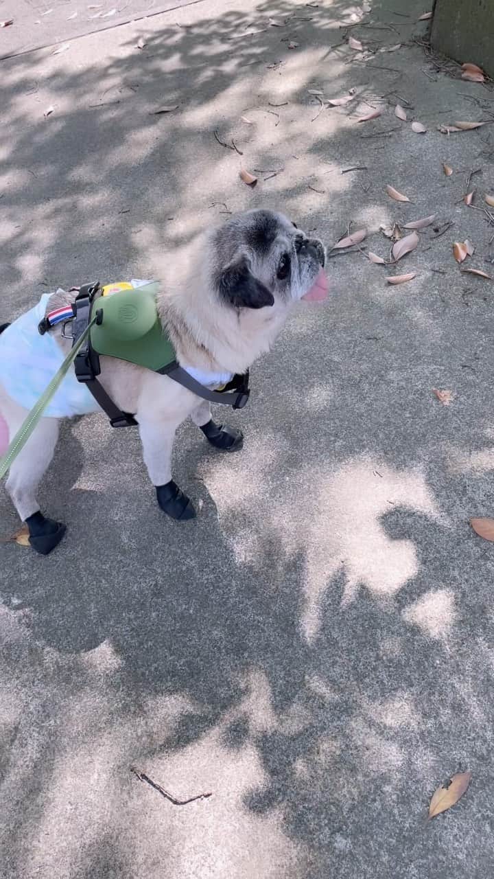 八兵衛のインスタグラム：「morning walk🌿 * * 朝のひととき🐶 * * #ちゅーるをさがす旅 #エアちゅーる #どうしてもこの場所でエアちゅーるしたい16歳👴🏻  #ほぼ黒パグ #おじいちゃん犬 #16歳8か月  #pug #puggy #puglife #puglove #petstagram #pugstagram #pugsofinstagram #pugs #dog #八兵衛 #はちべえ」