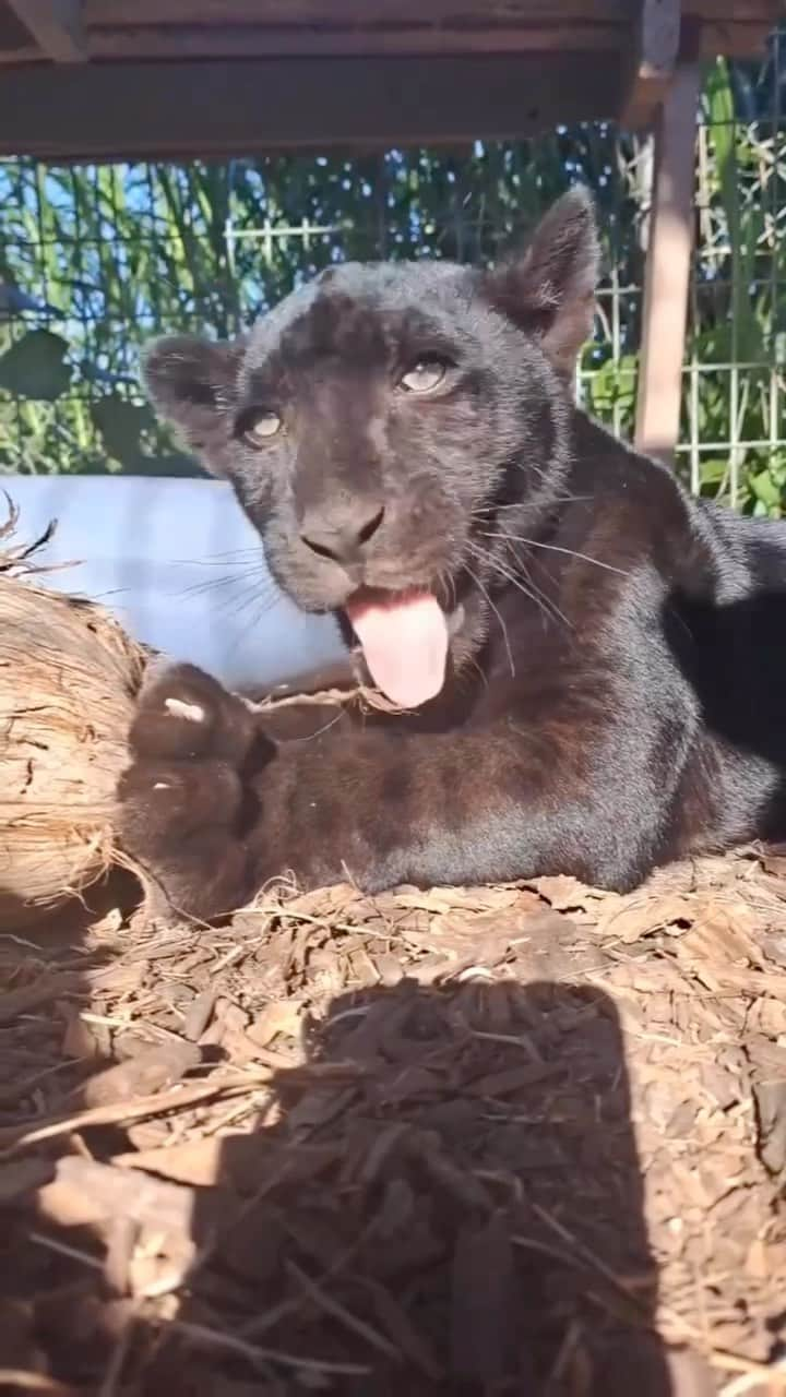 Zoological Wildlife Foundationのインスタグラム：「Lua 🖤  the #blackjaguar relaxing in the sun and enjoying a coconut husk @zwfmiami.   Black #jaguar’are melanistic and have an increased amount of melanin but you can see their rosettes (rings and spots) in bright sunlight.   Melanism is a genetic mutation and is hereditary, and Lua gets it from her dad Onyx and her grandmother Maya. 🐈‍⬛🐈‍⬛🐈‍⬛   Get Wild with us today by calling 📞 (305) 969-3696 or visit ZWFMiami.Com.」