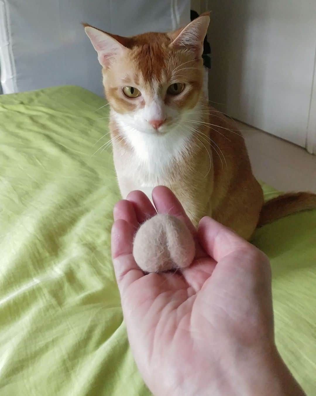 Aww Clubさんのインスタグラム写真 - (Aww ClubInstagram)「😾: Put them back 💢  @ 收數家族 Yogacat & Friends  #meowed #cutecat #cat #catfur #cathair #DIY #balls #gingercat #orangecat」5月26日 0時00分 - meowed