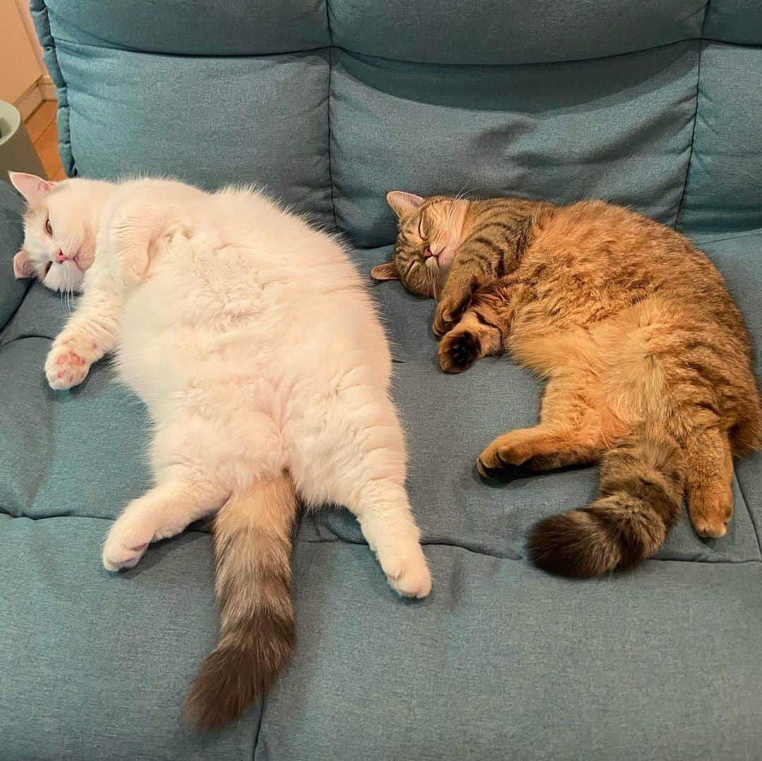 Aww Clubさんのインスタグラム写真 - (Aww ClubInstagram)「Me: Any plans for today? Friend: ... Me: May I join you?  @shirasu_nya   #meowed #cutecat #cat #mood #Chonk #sleepycat」5月26日 0時04分 - meowed