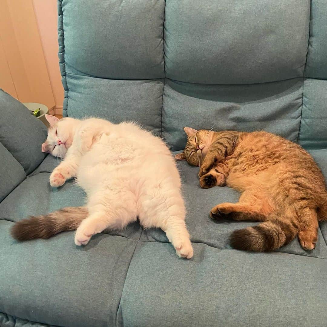 Aww Clubさんのインスタグラム写真 - (Aww ClubInstagram)「Me: Any plans for today? Friend: ... Me: May I join you?  @shirasu_nya   #meowed #cutecat #cat #mood #Chonk #sleepycat」5月26日 0時04分 - meowed