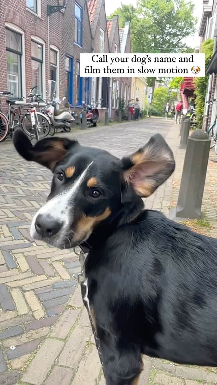 リサンネ・デ・ウィッテのインスタグラム：「Too cute not to post 🐾」