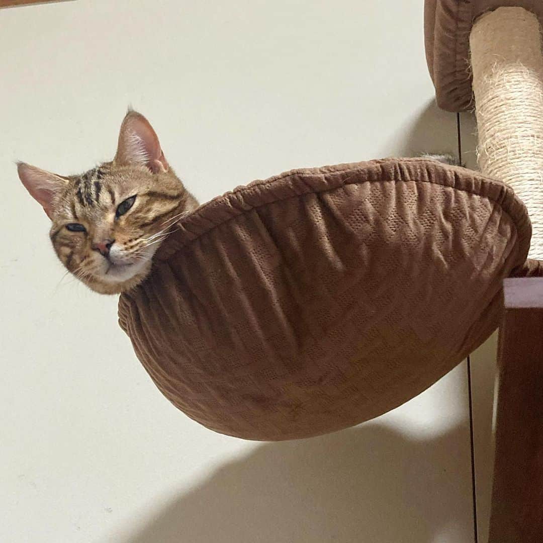 ぽんぬのインスタグラム：「高みの見物猫 . . . . #猫」