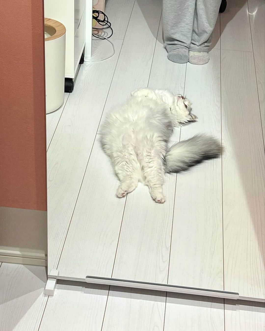 桜咲千依さんのインスタグラム写真 - (桜咲千依Instagram)「遊んでくれるまでここから動かないという強い気持ちのあらわれ。   #猫  #マンチカン  #ほたて」5月25日 15時40分 - ousakichiyo