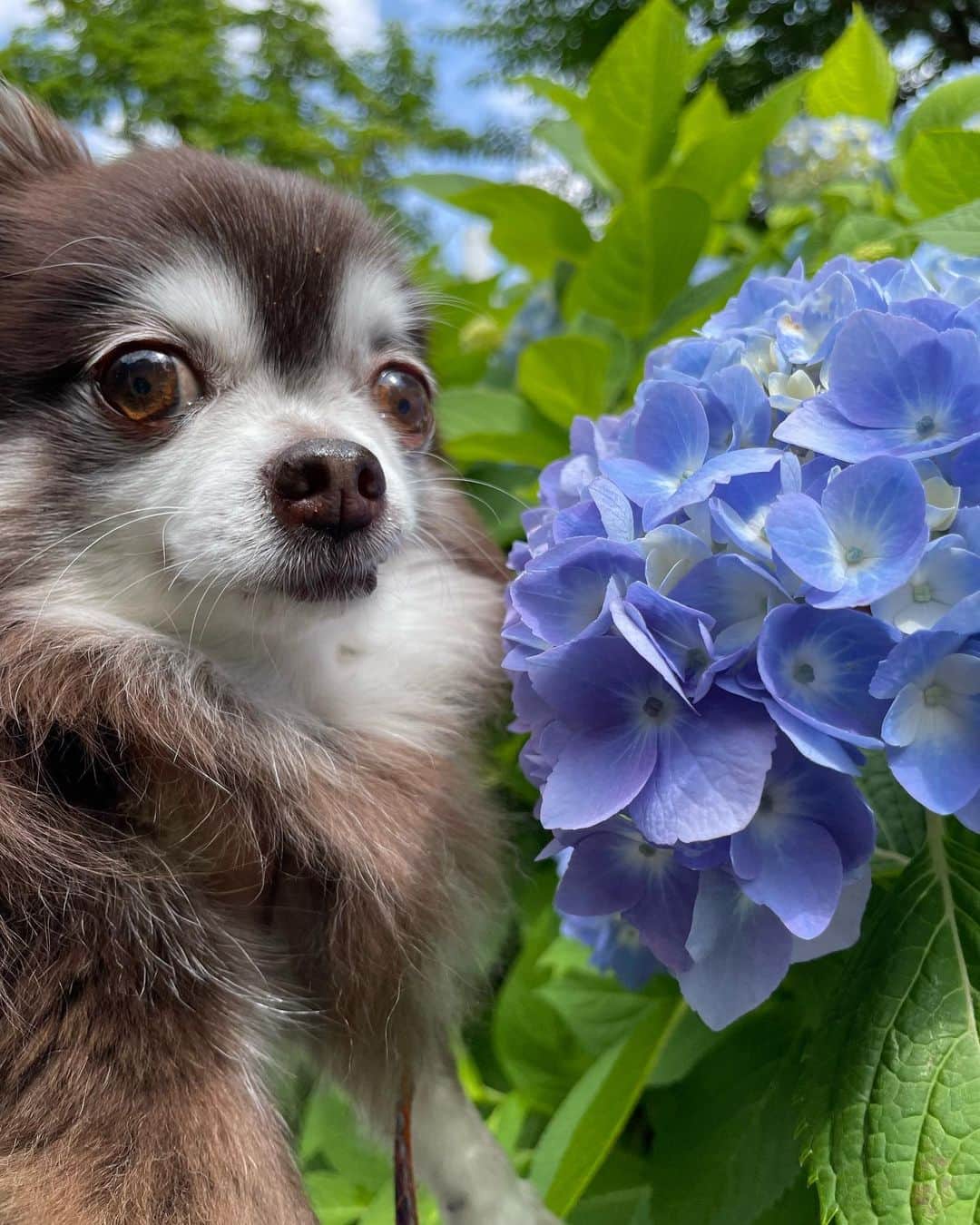 久保田秀敏のインスタグラム：「・ 紫陽花Dog🐶  #紫陽花 #紫陽花犬 #dog #doglife  #犬との暮らし」