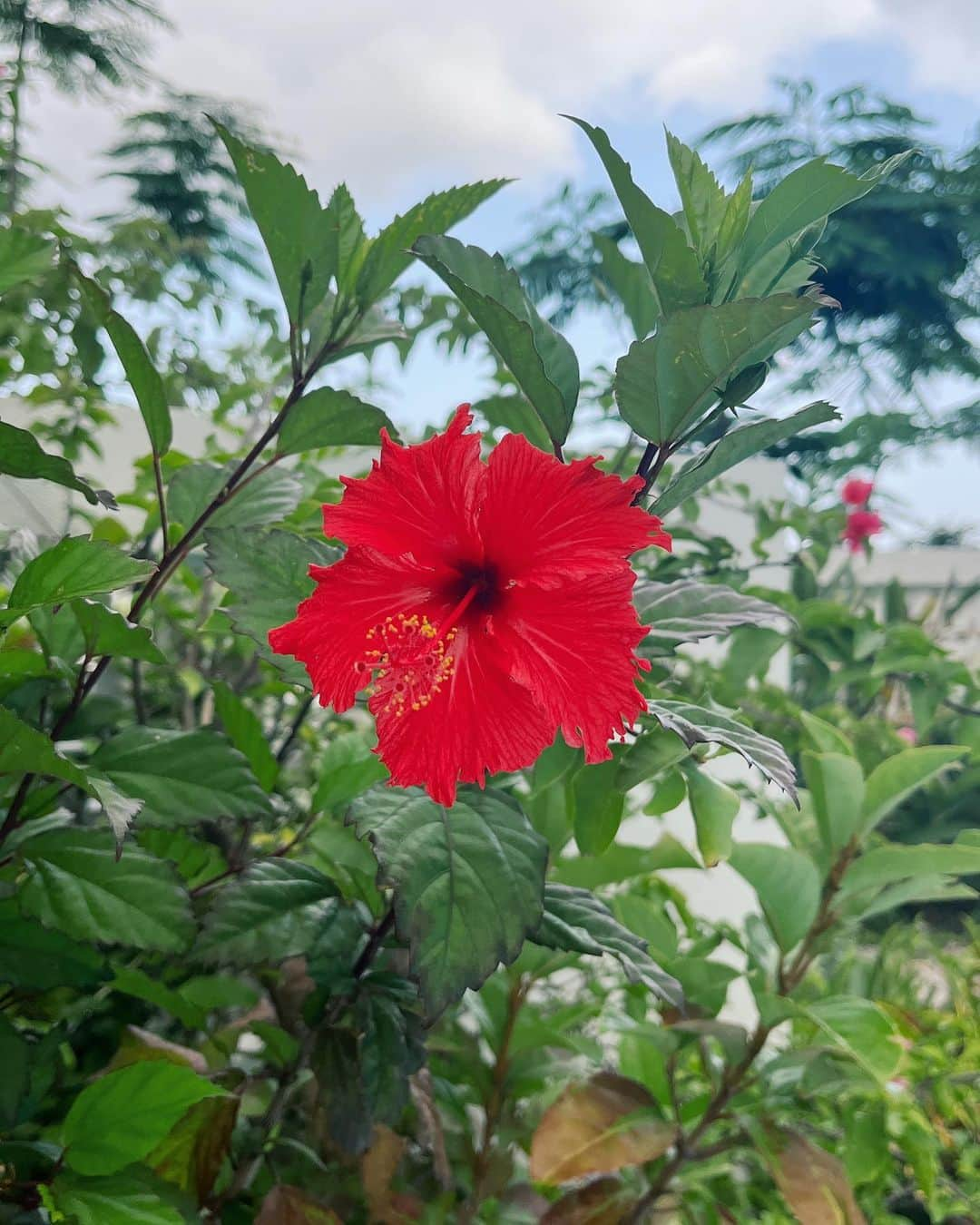 市野莉子さんのインスタグラム写真 - (市野莉子Instagram)「宮古島🌻  ずっと楽しみにしてた旅行♡ 雨も降らず楽しめてよかった🌈  👙 @arcomismo_official  しばらく宮古島投稿にお付き合いください♡笑  #宮古島#沖縄#旅行#国内旅行#水着#ファッション#me#followme#japan#miyakojima」5月25日 18時30分 - riko_ichino