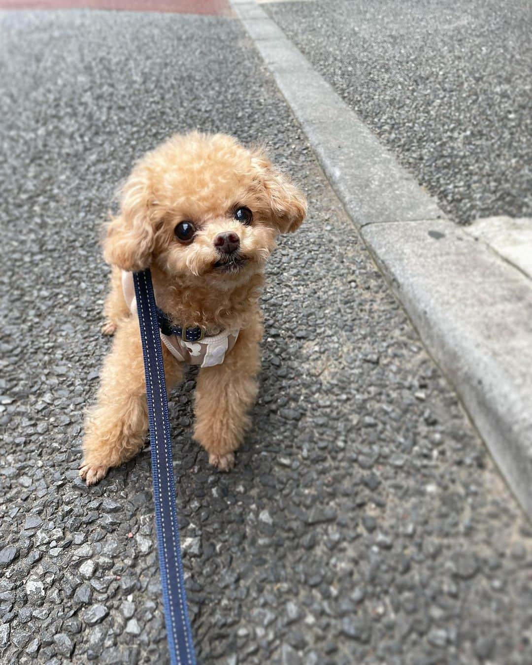 ふわさんのインスタグラム写真 - (ふわInstagram)「ふわ散歩ちう。  #toypoodle#toypoodlegram#dogsofinstagram#instadog#doglover#doglife#cutedog#dog#fuwamama#ふわ#ふわもこのふわ#トイプードル#ふわもこ部#犬バカ部#親バカ部#犬のいる暮らし#いぬすたぐらむ#ふわ散歩」5月25日 17時33分 - huwayama