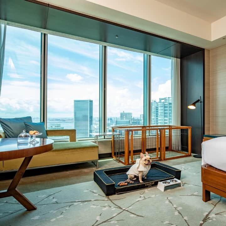 Conrad Tokyoのインスタグラム：「【6/2より提供開始】 ドッグフレンドリー宿泊プラン「Paws of Luxury（パウズ オブ ラグジュアリー）」 のスペシャルアメニティとして、グラスフェッド・ラム100%の犬用おやつ「K9ナチュラル フリーズドライ ラム・トリーツ」をご用意いたします。 大切な家族と一緒にとびきり贅沢なひとときをお過ごしください。  As a special amenity of the "Paws of Luxury", K9 Natural Freeze Dried Lamb Treats, a 100% grass-fed lamb snack for dogs, will be provided from June 2. Enjoy a luxurious stay with your beloved family members at Conrad Tokyo.  #コンラッド東京 #コンラッド #東京ホテル #宿泊 #宿泊プラン #ホテル #ホテル宿泊 #ホテルステイ #ホカンス #ドッグフレンドリー宿泊プラン #パウズオブラグジュアリー #愛犬 #ペット宿泊可 #PawsofLuxury #staycation #hotelstay」