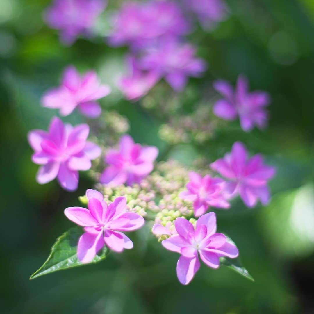 kiccyomuのインスタグラム：「🌥️ 2023.05.25 Thu #紫陽花 の咲き始め📸  一斉に咲き揃うのは もう少し先かな？ 今年は… 花の開花が早そうですね🤗  location #神奈川 ❣️ 📷撮影 2023年5月24日」