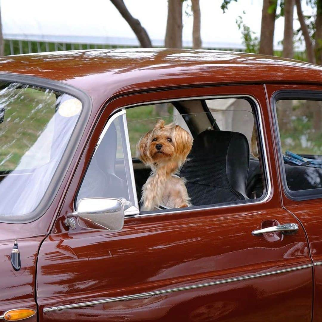 フォルクスワーゲンさんのインスタグラム写真 - (フォルクスワーゲンInstagram)「＼いいね！Volkswagen／ 今日は「愛車の日」と言うことで、 皆さんの愛車をご紹介！  写真からも、皆さんの溢れるクルマ愛が 伝わってきますね💚  Photos by @mocchi197539さん @teas31teasさん @koisan_instaさん @pltmt_さん @yamu_shiroさん @norio28さん  素敵なお写真ありがとうございます✨  本アカウントでは「 #ワーゲン 」のついた写真をシェアさせていただくことがあります。  #フォルクスワーゲン #愛車の日 #ワーゲンのある生活 #車好きな人と繋がりたい #車のある風景 #Volkswagen #VW #VolkswagenLove」5月25日 18時00分 - vw_japan