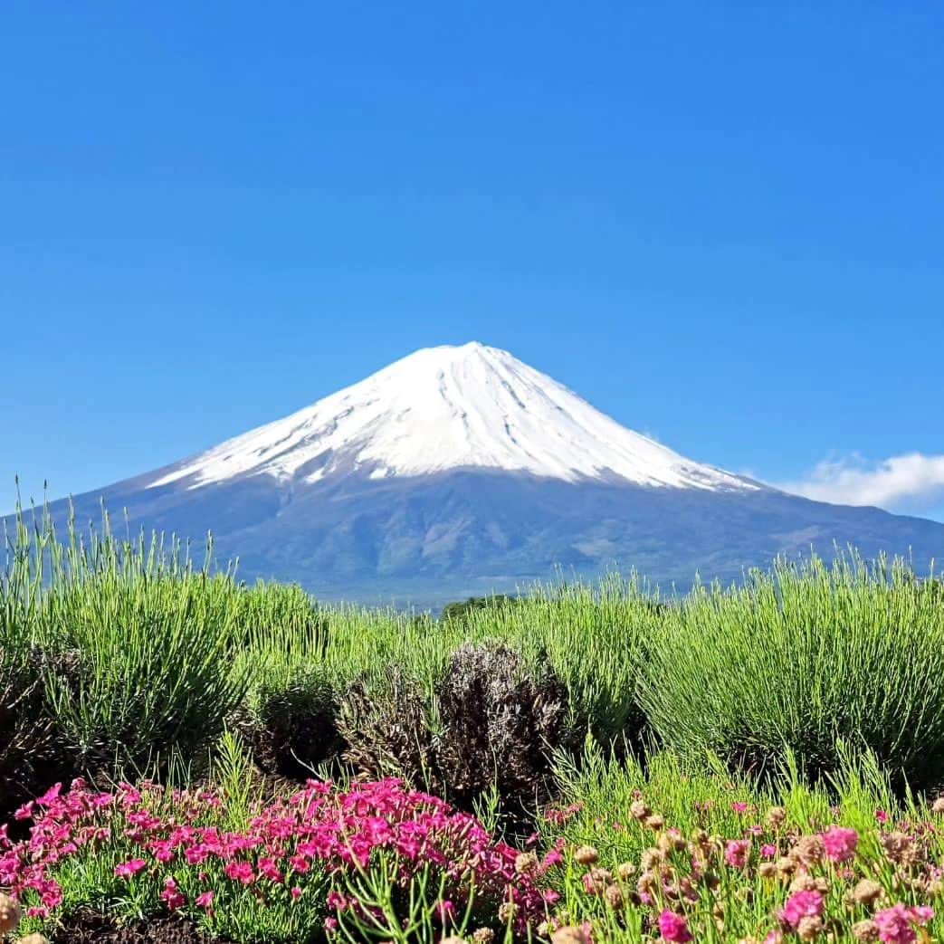 綾小路きみまろさんのインスタグラム写真 - (綾小路きみまろInstagram)「綾小路きみまろです。 昨日の #河口湖 #富士山 最高でした🎵  富士山もまた白くなりました！ 青空とのコントラストがグッド👍️です。  ちょっと寒い日が続き、お天気も良くなかったので心配していましたが、ようやく晴れ☀️て、ぽんぽこ農園のオルレアや、野菜も良い感じになってきましたー。 順調に育っております。 またご報告しますので、楽しみにして下さいね。  #綾小路きみまろ #ポンポコ農園 #ポンポコ農園2023 #オルレア #家庭菜園」5月25日 18時04分 - ayanokojikimimaro_official