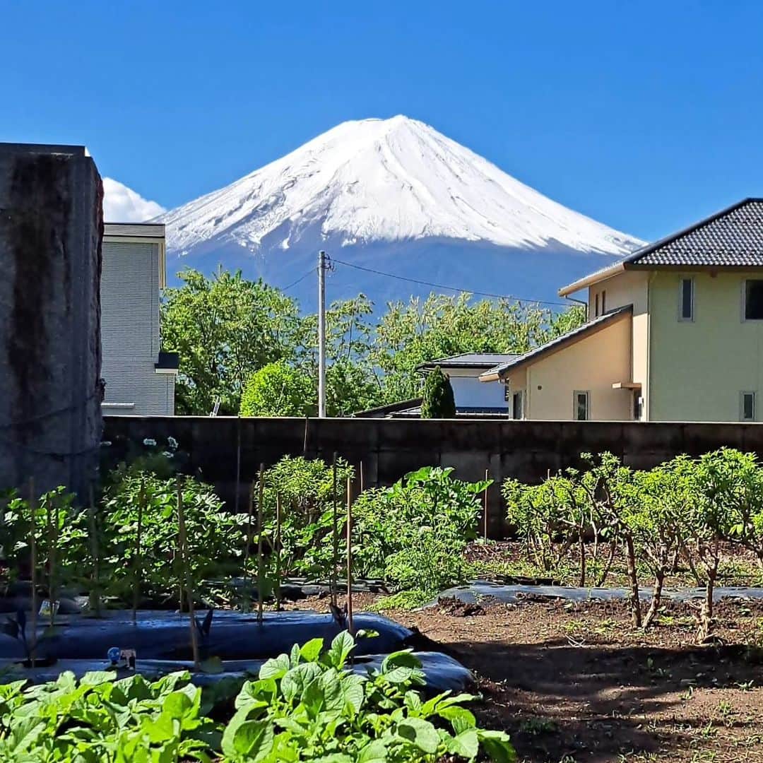 綾小路きみまろさんのインスタグラム写真 - (綾小路きみまろInstagram)「綾小路きみまろです。 昨日の #河口湖 #富士山 最高でした🎵  富士山もまた白くなりました！ 青空とのコントラストがグッド👍️です。  ちょっと寒い日が続き、お天気も良くなかったので心配していましたが、ようやく晴れ☀️て、ぽんぽこ農園のオルレアや、野菜も良い感じになってきましたー。 順調に育っております。 またご報告しますので、楽しみにして下さいね。  #綾小路きみまろ #ポンポコ農園 #ポンポコ農園2023 #オルレア #家庭菜園」5月25日 18時04分 - ayanokojikimimaro_official