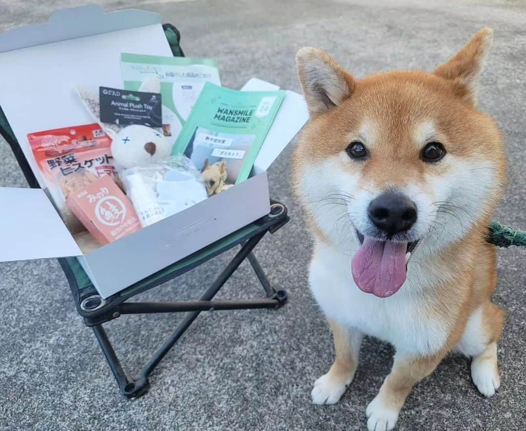 柴犬たま Shibainu Tamaのインスタグラム：「⠀⠀⠀⠀⠀⠀⠀⠀ ⠀ @wan.smile.box_by.koinustep さんから⠀⠀⠀⠀⠀⠀⠀⠀ WAN smile BOX が届きました✨⠀⠀ ⠀⠀⠀⠀⠀⠀⠀ 今回のテーマは⠀⠀⠀ 『熱中症対策』『ダイエット』⠀ ⠀⠀⠀⠀⠀⠀⠀ 情報満載のマガジン・アニマルプラッシュトイ・わんにゃん食器洗剤・わんにゃん食器スポンジ・野菜ビスケット・銀さけ中骨缶などのおもちゃやオヤツが入ってました🎶⠀ ⠀⠀⠀⠀⠀⠀ ⠀ ⠀ 実はおしゅし兄弟の中で体重が1番重いトロ…⠀ コイが体が大きいから重そうだし、トロはミケママに似てすばしっこいイメージが強いので動物病院で測った時はビックリした😲💥⠀ ⠀ ⠀ トロ「野菜ビスケットを食べてダイエット頑張ります❗」⠀ ⠀ 痩せる気配なし…🙄(笑)⠀ ⠀ ⠀ ⠀ ⠀⠀⠀⠀ 「WAN smile BOX」詳しくはこちら↓⠀⠀⠀⠀⠀⠀⠀ https://koinu-step.com/wansmile/⠀⠀⠀⠀⠀⠀⠀ ⠀⠀⠀⠀ Caption trans🇬🇧⠀⠀⠀⠀⠀⠀⠀ I received a wonderful gift✨⠀ ⠀⠀ #たま家族 #柴犬トロ #PR #wansmilebox #こいぬすてっぷ #koinustep #笑顔 #ふわもこ #かなりひし形⠀ #柴犬 #shiba #shibainu #shibastagram #犬 #dog」