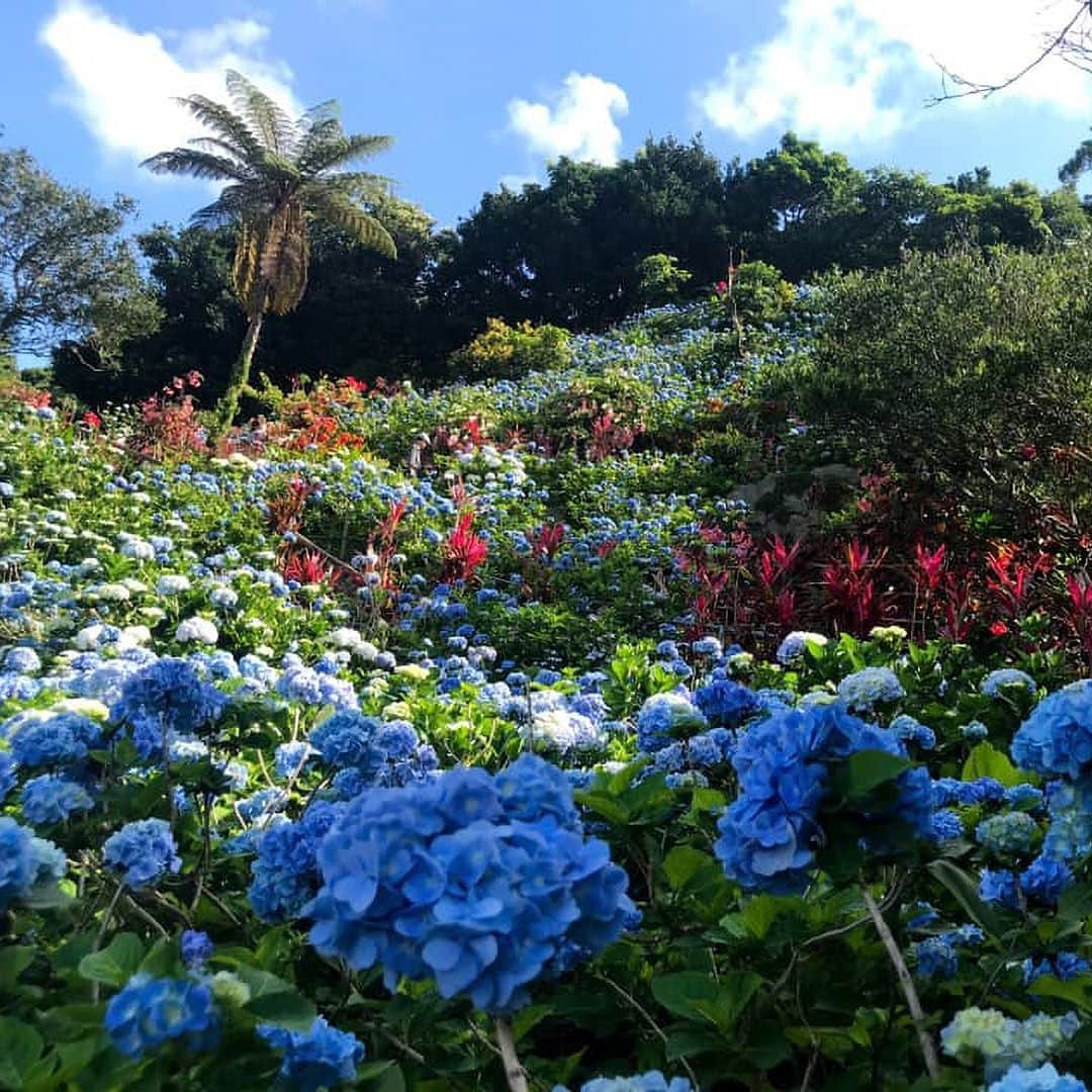 Okinawa Marriott Resort & Spa 【公式】のインスタグラム：「この時期だけの限定観光スポット『よへなあじさい園』  本島よりも1ヶ月ほど早く始まる沖縄の梅雨。 どこへ遊びに行けばいいのか迷いますが、 沖縄のこの時期だからこそ楽しめるスポットが 「よへなあじさい園」です。  当ホテルから車で約30分ほどの 本部町にある「よへなあじさい園」には、 5月上旬～6月中旬まで、 あじさい園まつりが開催されます。  約1万㎡もの広大な敷地に、 30万輪あまりのあじさいが咲き誇る様子は圧巻！  あじさいが織りなす美しい絶景を、 この機会に、ぜひ楽しんでみてはいかがでしょう？  詳しくは、  @okinawa.oriental.hotel プロフィールから ウェブサイトをご確認ください。  Yohena Hydrangea Garden is a limited time sightseeing spot.  The rainy season in Okinawa begins about one month before mainland Japan. You might be wondering where to go but the Yohena Hydrangea Garden can only be enjoyed during this season when the flowers are in bloom.  The flowers bloom from early May to mid-June at this garden located in Motobu, about a 30 minute drive from Oriental Hotel. The sight of over 300,000 hydrangeas blooming across 10,000 square meters of land is something to be seen! Take the opportunity to enjoy this beautiful scenery created by hydrangeas.  #よへなあじさい園 #梅雨沖縄  #沖縄雨でも楽しめる #沖縄雨アクティビティー  #沖縄雨の日観光 #沖縄 #okinawa #やんばる #yanbaru  #沖縄旅行 #okinawatrip #沖縄観光 #名護  #沖縄大好き #家族旅 #女子旅  #女子旅行 #夫婦旅行 #記念日旅行  #沖縄ホテル #リゾートホテル  #オリエンタルホテル沖縄 #orientalhotelokinawa  #オリエンタルホテル #orientalhotel #ikyu_travel」