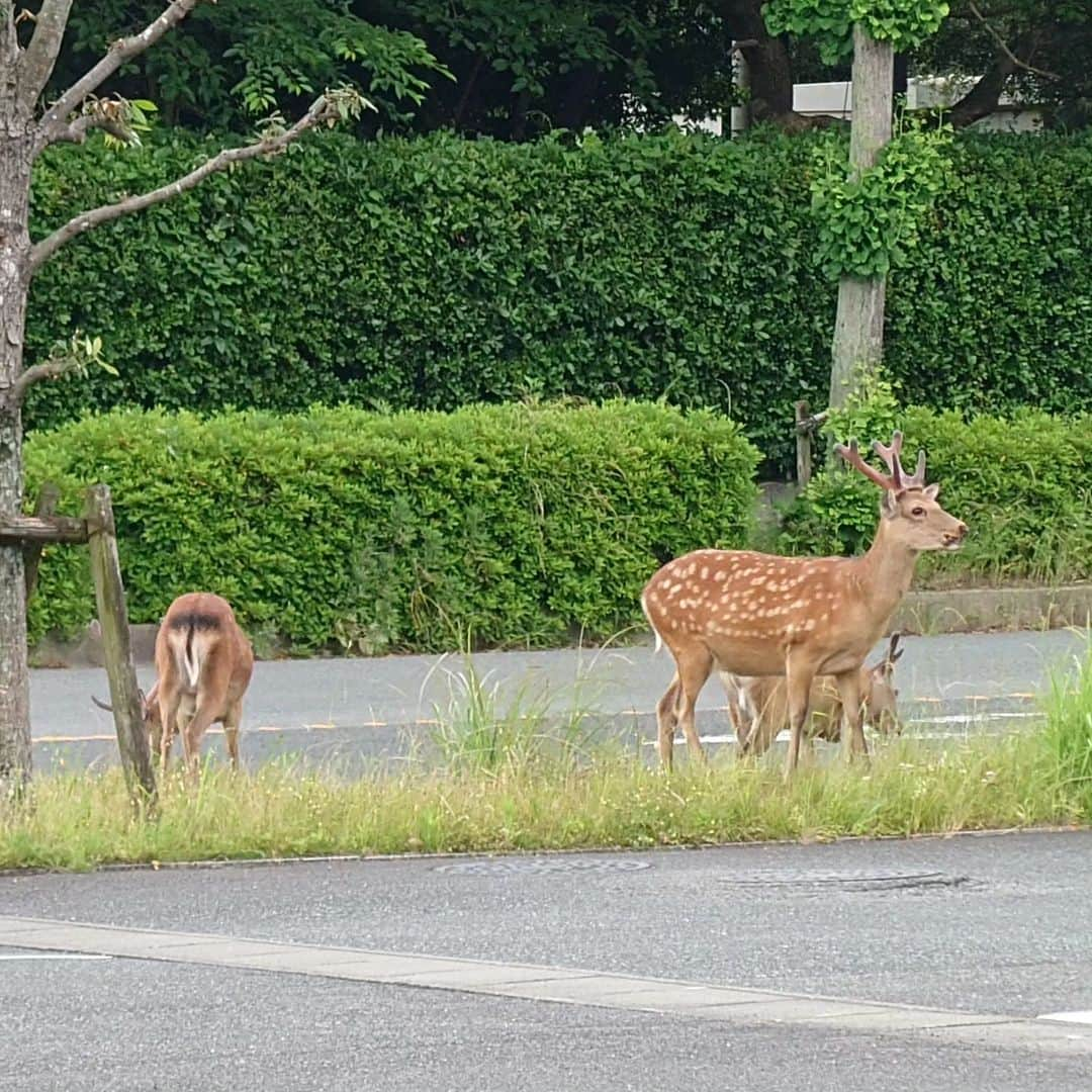 高井俊彦さんのインスタグラム写真 - (高井俊彦Instagram)「今週もー。 #ならテレビ  #ゆうドキッ ご覧下さった奈良の皆さんありがとうございました🙏 【奈良ノススメ】のコーナーはー。 #郡山城跡 特集でした🏯 いっぱいリニューアルされててまたまた行きたくなりました✌ 奈良まほろばソムリエ大江さんがなんと全国金魚すくい選手権の審判さんだったとは‼️  本日もカッコいい衣装を #SPARK #もちいどのセンター街  @spark_nara  ありがとうございました✨  本番前に奈良テレビ前で鹿発見🦌⤴️⤴️⤴️ 見慣れてるはずなのに思いがけぬ所で見たら写真撮ってしまうよね〜w  ランチはー。 #とみお祭り  でご一緒させてもらった 奈良在住アーティストMEGさんと打合せ🎶 @meg_mirror これから一緒におもろい事をやらせてもらうので湧湧ですわ〜👏 やっぱりアーティストさんの才能ってエグい👌 近鉄富雄駅前の #釈迦カレー @shaka_curry  さんに念願行けました🍛 少し辛めの釈迦カレーと甘めのキーマカレーのハーフ・アンド・ハーフうんまかったぁ〜⤴️⤴️⤴️  行きの近鉄電車も #ならしかトレイン やったし〜 今日はほんまに奈良漬けでしたわ〜😍」5月25日 19時06分 - takai_toshihiko