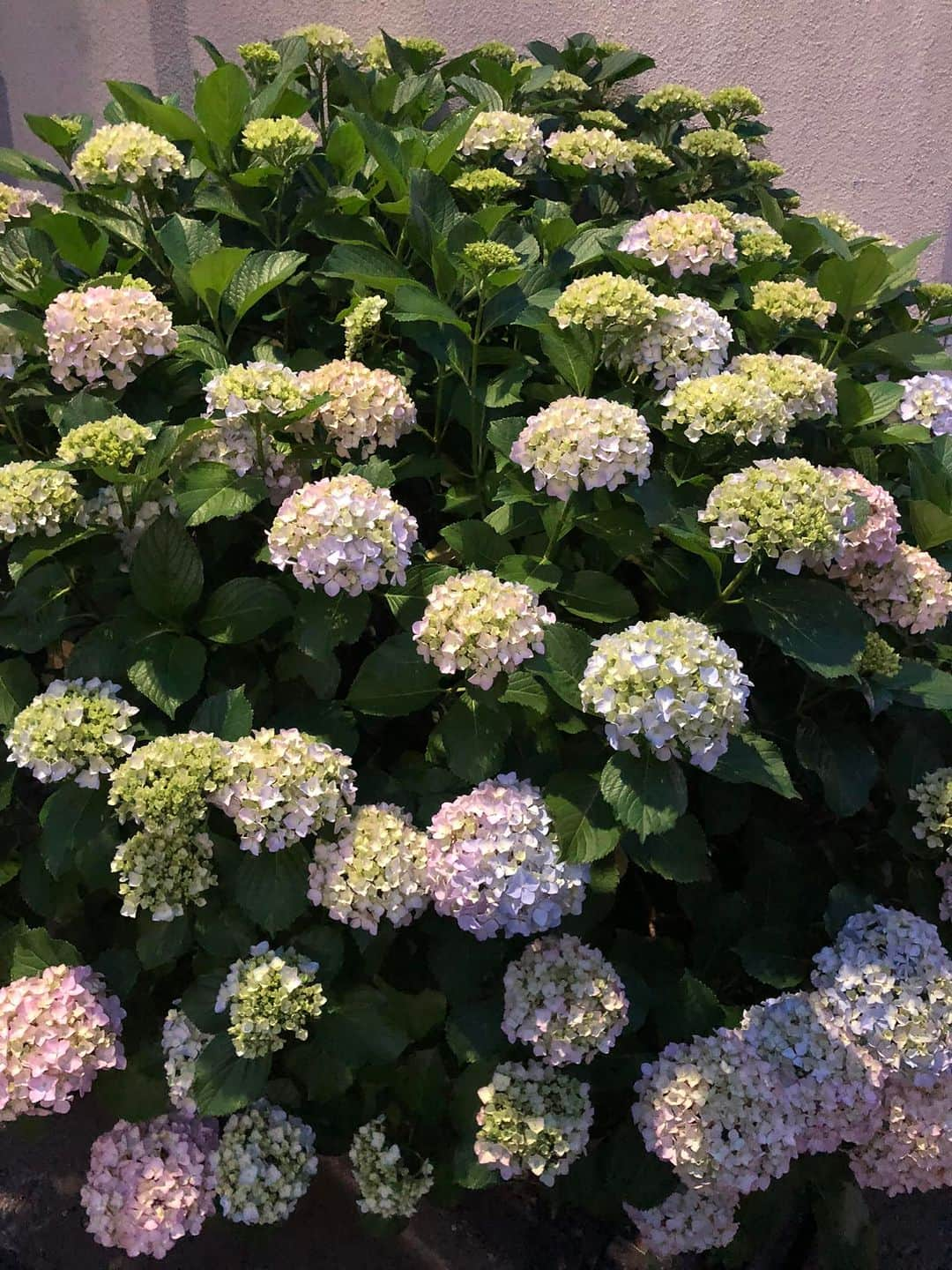 川原浩史さんのインスタグラム写真 - (川原浩史Instagram)「今年は、我が家の紫陽花が例年よりたくさん花を咲かせました。 それも２週間ほど早く」5月25日 19時11分 - mr.nandenkanden