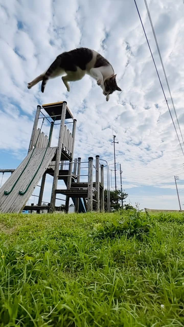 五十嵐健太のインスタグラム：「高く飛べるにゃん #猫　#cat  #猫ジャンプ　#飛び猫　#猫島」