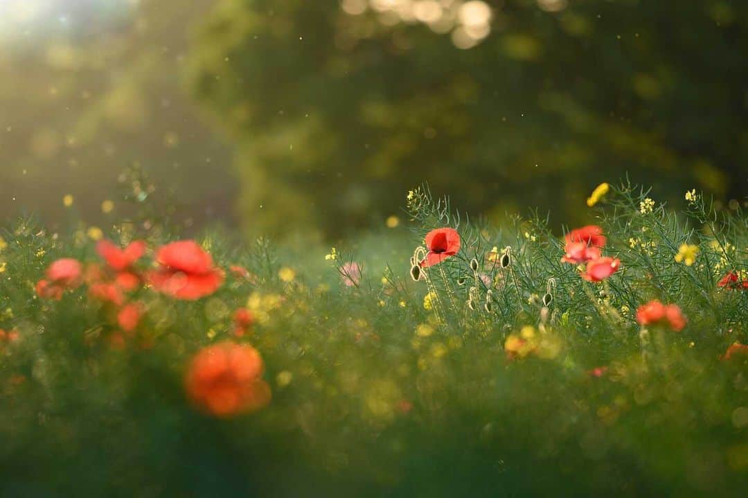 花の写真館のインスタグラム：「Photo by 渡部 仁. . Original Post[投稿いただいたURL] https://www.facebook.com/photo.php?fbid=9258561514217822 . 本アカウントは、 #私の花の写真 をつけてInstagramに投稿された皆さまの花の写真や、「花の写真館」Facebookページで投稿された花の写真を紹介します。 「花の写真館」Facebookページは、「 @floral.photograph 」のプロフィールにあるURLからご覧ください。 . ※各種法令、マナー、関係者の指示に従った撮影をお願いします。 *Please ensure that your photography adheres to all relevant laws, etiquette, and instructions issued by authorized persons. ※本アカウントは東京カメラ部がFacebook、Instagramのサービスを利用して運営しているもので、Meta社・Instagramとは一切関係ありません。 . #花の写真館 #floralphotograph #floralphoto #flower #flowers Follow: @floral.photograph」