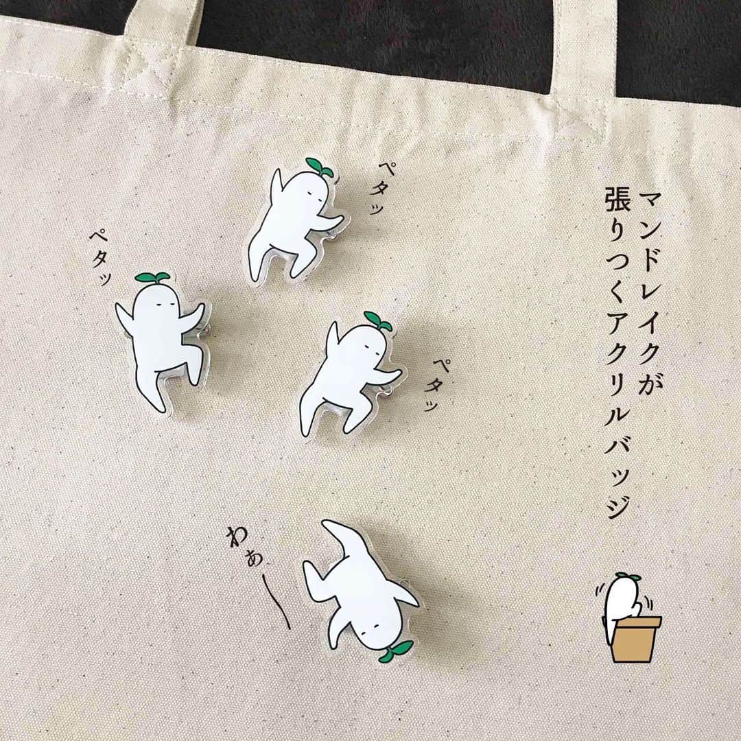 のインスタグラム：「. ＼新しいグッズができました／  こちらはマンドレイクのアクリルバッジです🌱お出かけにひっそりついてくるマンドレイクの様子をイメージして作りました✨  お洋服やバックなどにつけて、ブローチのようにも使えますし、クリップとしてメモやレシートをまとめたりもできます✌️  【サイズ】約5cm  近日WEBショップに追加予定です。他にも作ったものがあるので、追って写真をアップさせていただきます〜😊📷  ★お知らせ★ 本日よりマイナビニュースサイトにて「面接でやらかした話」をテーマにした4コマ漫画を掲載していただくことになりました🎉しばらく描かせていただく予定でして、毎週木曜日更新になるそうです😉もしよければおヒマなときにでもご覧いただけたら嬉しいです🙇‍♂️  👉プロフィールのURLの「マイナビニュース4コマ漫画連載」ボタン、もしくはストーリーズのリンクよりご覧いただけます👀  #いとうちゃん #厭うちゃん #いとうちゃんグッズ #いとうちゃんのお店 #マンドレイク #マンドラゴラ #アクリルバッジ」