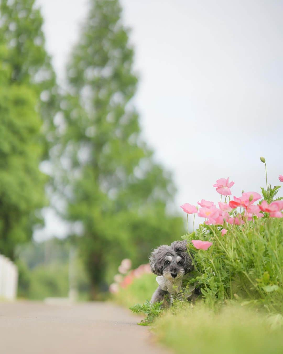 中野区在住のミニシュナのInstagramのインスタグラム：「⑅︎◡̈︎* ・ 草むらから獲物を狙うイヴ🐾  ちょっと鈍臭いので、大抵逃げられます。。。  #こもれび森のイバライド #シュナキン2023 #わんことお出かけ #わんこと暮らす幸せ #犬との暮らし #シュナウザー #シュナウザー部 #シュナウザー大好き #シュナウザー多頭飼い #シュナウザー好きさんと繋がりたい #シュナウザーのいる暮らし #シュナスタグラム #ミニシュナ #ミニチュアシュナウザー #しゅなら部 #schnauzer #schnauzerlove #schnauzerworld #schnauzermini #schnauzergram #schnauzerlovers #schnauzer_lover #schnauzermix」