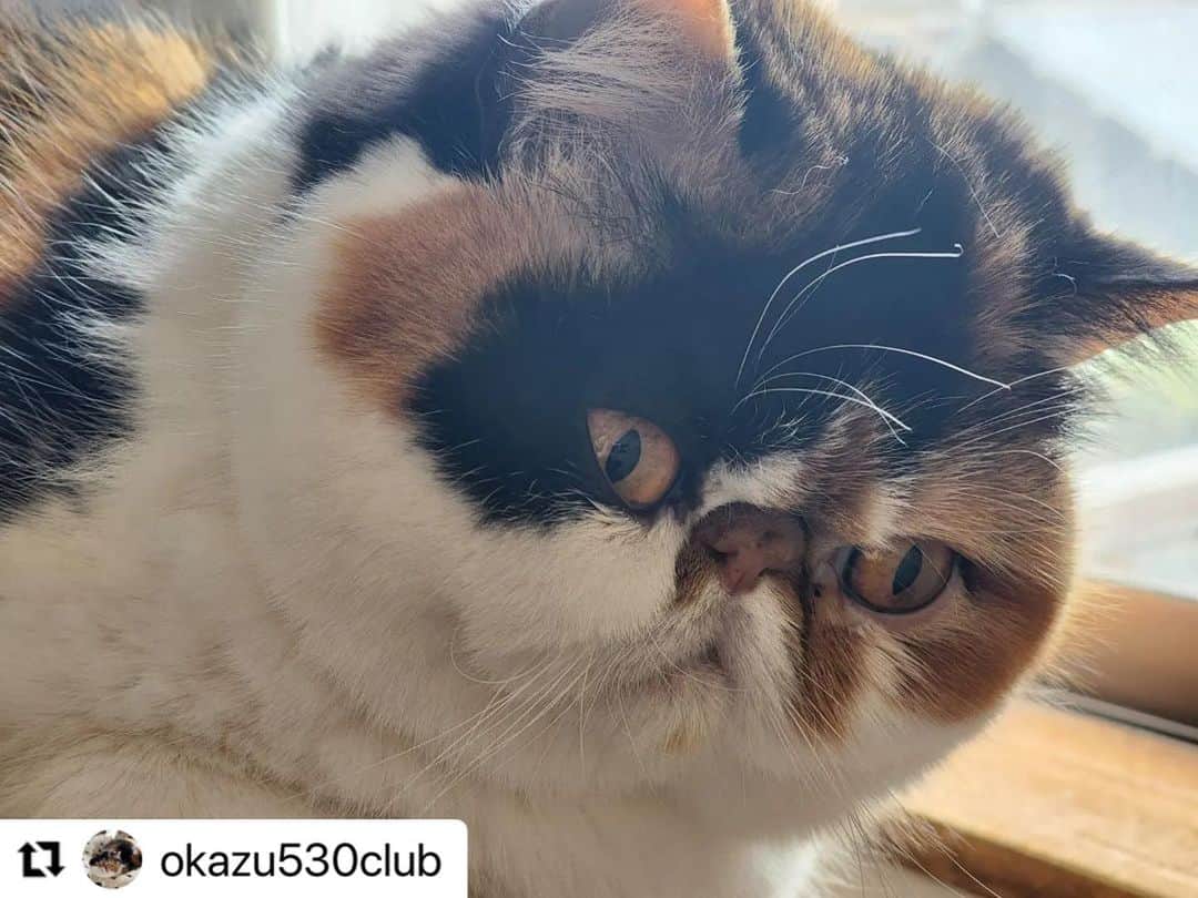 【公式】いぬのきもち・ねこのきもちのインスタグラム：「#Repost @okazu530club さんのおかずちゃん。  おはにゃ💕  癒し系ツンデレ女子の モーニングルーティン  ママを起こしてあげることから 始まります☀️  ハッシュタグ #いぬのきもち #ねこのきもち に投稿いただいた可愛い写真をご紹介しています！ 「いぬのきもちWEB　MAGAZINE」、「ねこのきもちWEB MAGAZINE」でもご紹介させていただくことも！  -------------------  .  #ねこ #猫  #ねこすたぐらむ #ねこのきもち #ねこ好き #ねこと暮らす #ねこ好きさんと繋がりたい #猫好きな人と繋がりたい #猫がいる生活 #猫と暮らす#猫好き #cat #catstagram #catsofinstagram #cats_of_instagram  #エキゾチックショートヘア」