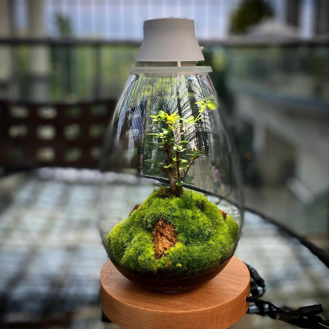 Mosslight-LEDさんのインスタグラム写真 - (Mosslight-LEDInstagram)「Mosslight  #mosslight #モスライト  #terarium#テラリウム #moss#苔#コケ#bryophyte #bryophytes  #ミニ盆栽#bonsaitree #paludariums #パルダリウム #terrariums#terariums #terariumdesign #terrariumsdesigns#terarium」5月25日 20時37分 - mosslight1955