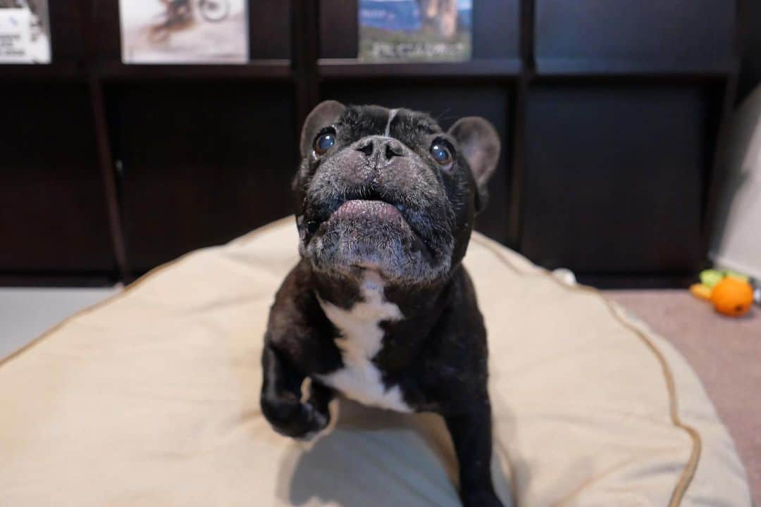 Turbo_dad フレブルのターボのインスタグラム：「お散歩カメラ買ってみた  #frenchbulldog #frenchbulldogsofinstagram #frenchbulldoglife #frenchbulldoglove #frenchie #frenchiesofinstagram #frenchiegram #frenchielife #buhi #フレンチブルドッグ #フレンチブルドッグのいる生活 #フレンチブルドッグブリンドル #フレンチブル #フレブル #フレブルライフ #フレブルのいる生活 #フレブルのいる暮らし #leica #dlux7 #パナライカ #leicadlux7」