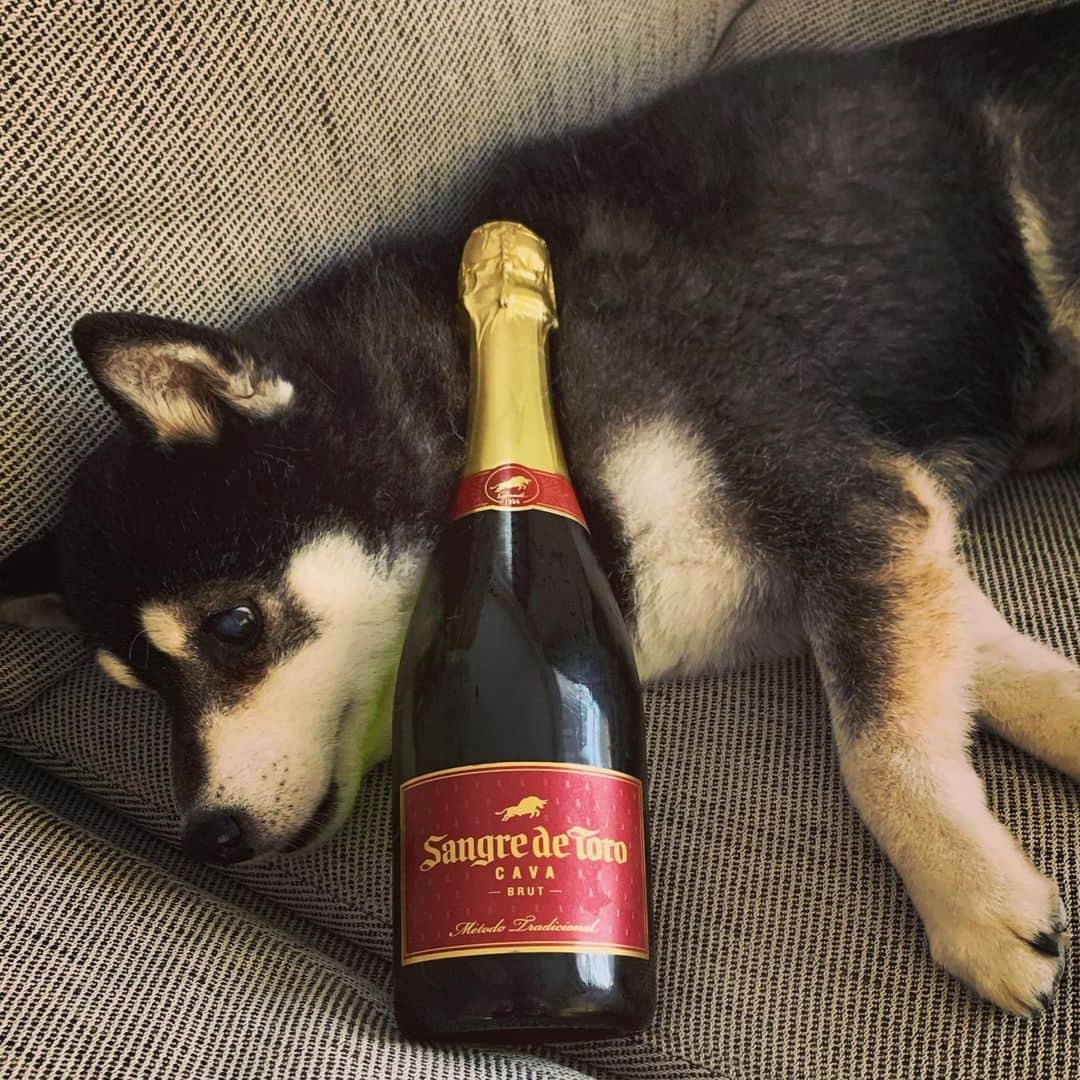 くろさんのインスタグラム写真 - (くろInstagram)「🍾  #酔っぱらい風 #されるがまま犬 #エノテカ #ENOTECA #ForAllWineLovers #sangredetorocava #sangredetoro #サングレデトロカヴァブリュット #サングレデトロ #エノテカワイン部 #デイリースパークリング #デイリー泡 #柴犬 #黒柴 #黑柴 #イッヌ #カメラ目線犬 #わんこのいる暮らし #柴犬のいる暮らし #黒柴のいる暮らし #イッヌのいる暮らし #cavadog #shibadog #shibainu #shibastagram #blackshiba #kuroshiba #instadog #dogstagram」5月25日 20時46分 - m6bmw