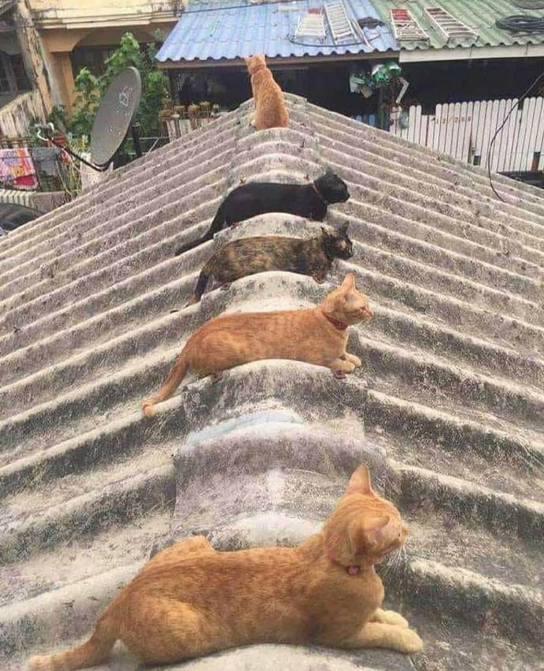 Cute Pets Dogs Catsのインスタグラム：「Cats on a roof. 🥹  Credit: dm  For all crediting issues and removals pls DM .  Note: we don’t own this video, all rights go to their respective owners. If owner is not provided, tagged (meaning we couldn’t find who is the owner), pls DM and owner will be tagged shortly after.  #chat #neko #gato #gatto #meow #kawaii #nature #pet #animal #instacat #instapet #mycat #catlover #cutecats #cutest #meow #kittycat #topcatphoto #kittylove #mycat #instacats #instacat #ilovecat #kitties #gato #kittens #kitten」