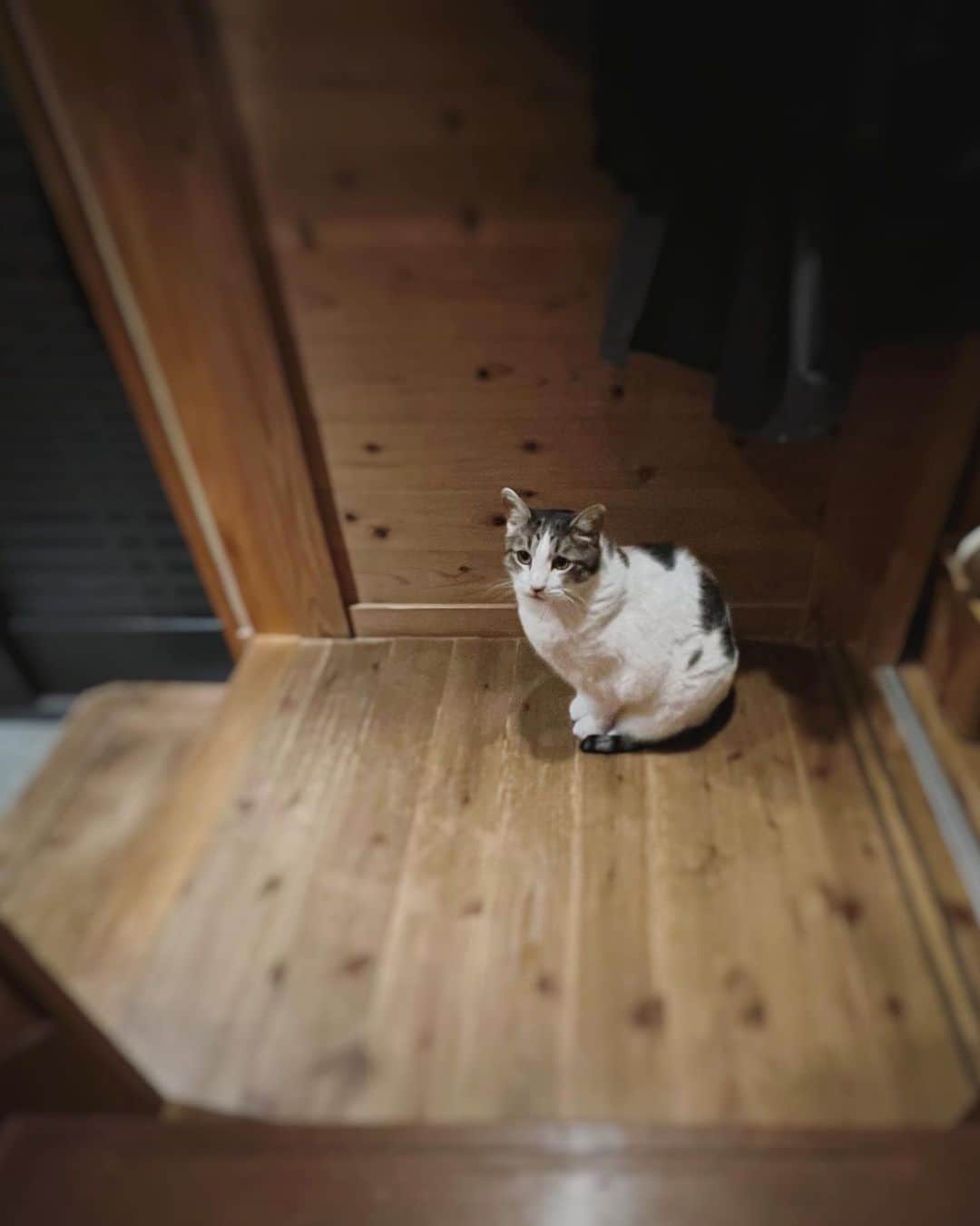 野村真季のインスタグラム：「寝ないの？　と階段下で待っているひと。 お待ちどぉ。  #プラトン #12歳  #猫のいる暮らし #ねこのいる生活」