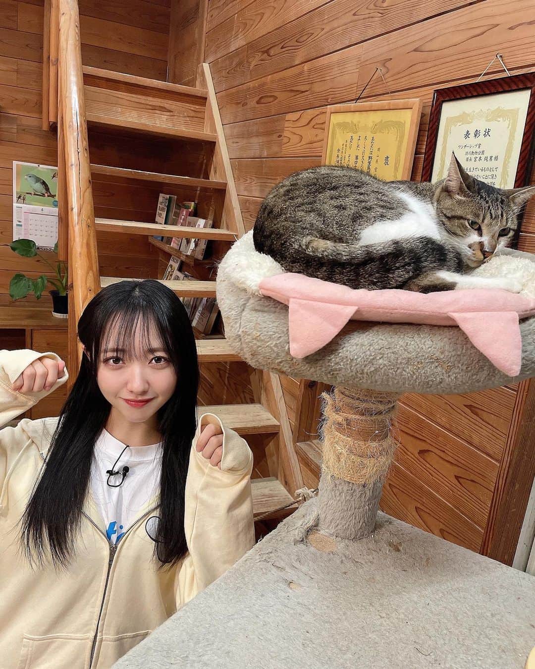 石田千穂のインスタグラム：「#せとチャレ 今夜0時15分～ 動物園で可愛い動物たちを沢山撮りました！ 距離が近くて本当に癒されたよ☺️ 「〇〇顔」を予想しながら是非ご覧ください！！」