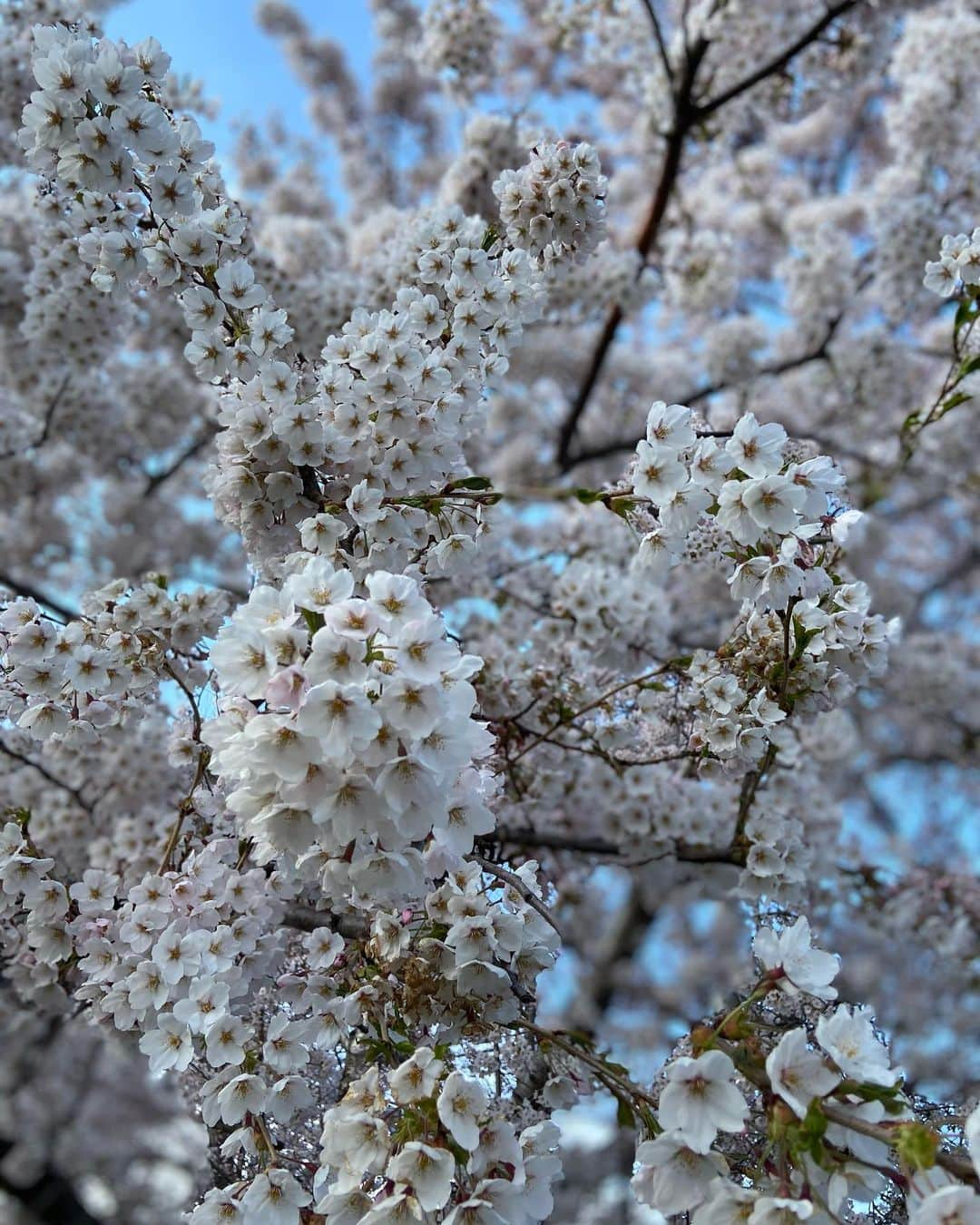 五十幡裕介さんのインスタグラム写真 - (五十幡裕介Instagram)「桜の季節は だいぶ前に過ぎ去りましたが、心に残ったので時差投稿🌸 同じように桜を見たとしても、 来年は今までとは違う気持ちになるのかなぁ。  公園で食べたヒゲおじさんのチキンが、 何倍も増して美味しく感じた🤤 またさくらスイーツも食べてしまった🤭  散った後のさくらの絨毯も、なんだか良かったなぁ。  #さくら #桜 #🌸 #お花見 #時差投稿 #サクラ 散り #ライラック #新緑 の #季節 #ヒーローインタビュー #加藤貴之 投手 #万波中正 選手 #ありがとうございました #スイーツ #今夜 も #食べたい #HTB #アナウンサー #五十幡裕介」5月25日 21時48分 - htb_isohatayusuke