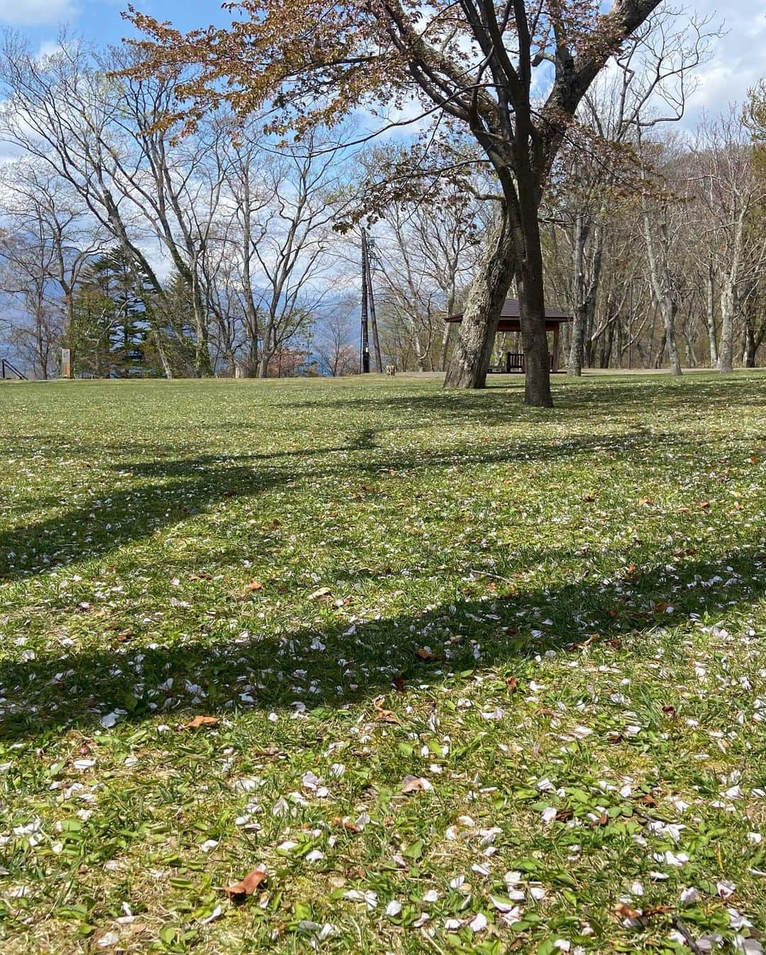 五十幡裕介さんのインスタグラム写真 - (五十幡裕介Instagram)「桜の季節は だいぶ前に過ぎ去りましたが、心に残ったので時差投稿🌸 同じように桜を見たとしても、 来年は今までとは違う気持ちになるのかなぁ。  公園で食べたヒゲおじさんのチキンが、 何倍も増して美味しく感じた🤤 またさくらスイーツも食べてしまった🤭  散った後のさくらの絨毯も、なんだか良かったなぁ。  #さくら #桜 #🌸 #お花見 #時差投稿 #サクラ 散り #ライラック #新緑 の #季節 #ヒーローインタビュー #加藤貴之 投手 #万波中正 選手 #ありがとうございました #スイーツ #今夜 も #食べたい #HTB #アナウンサー #五十幡裕介」5月25日 21時48分 - htb_isohatayusuke