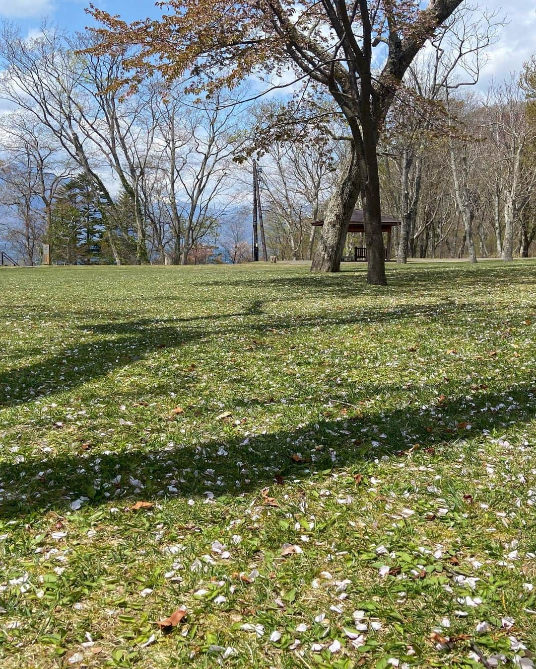 五十幡裕介さんのインスタグラム写真 - (五十幡裕介Instagram)「桜の季節は だいぶ前に過ぎ去りましたが、心に残ったので時差投稿🌸 同じように桜を見たとしても、 来年は今までとは違う気持ちになるのかなぁ。  公園で食べたヒゲおじさんのチキンが、 何倍も増して美味しく感じた🤤 またさくらスイーツも食べてしまった🤭  散った後のさくらの絨毯も、なんだか良かったなぁ。  #さくら #桜 #🌸 #お花見 #時差投稿 #サクラ 散り #ライラック #新緑 の #季節 #ヒーローインタビュー #加藤貴之 投手 #万波中正 選手 #ありがとうございました #スイーツ #今夜 も #食べたい #HTB #アナウンサー #五十幡裕介」5月25日 21時48分 - htb_isohatayusuke