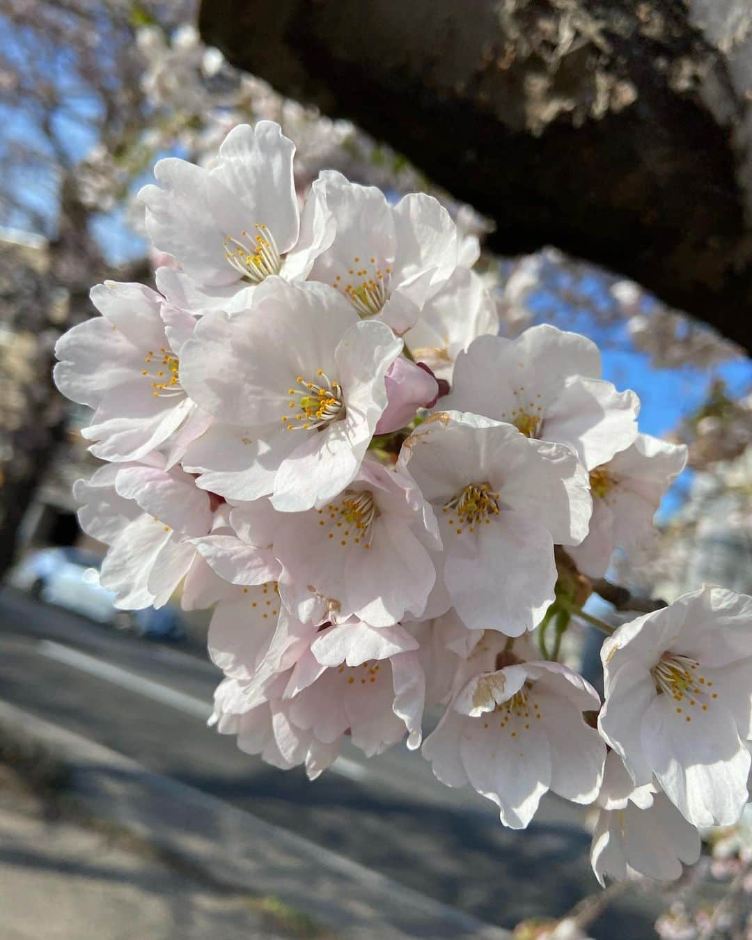 五十幡裕介のインスタグラム：「桜の季節は だいぶ前に過ぎ去りましたが、心に残ったので時差投稿🌸 同じように桜を見たとしても、 来年は今までとは違う気持ちになるのかなぁ。  公園で食べたヒゲおじさんのチキンが、 何倍も増して美味しく感じた🤤 またさくらスイーツも食べてしまった🤭  散った後のさくらの絨毯も、なんだか良かったなぁ。  #さくら #桜 #🌸 #お花見 #時差投稿 #サクラ 散り #ライラック #新緑 の #季節 #ヒーローインタビュー #加藤貴之 投手 #万波中正 選手 #ありがとうございました #スイーツ #今夜 も #食べたい #HTB #アナウンサー #五十幡裕介」