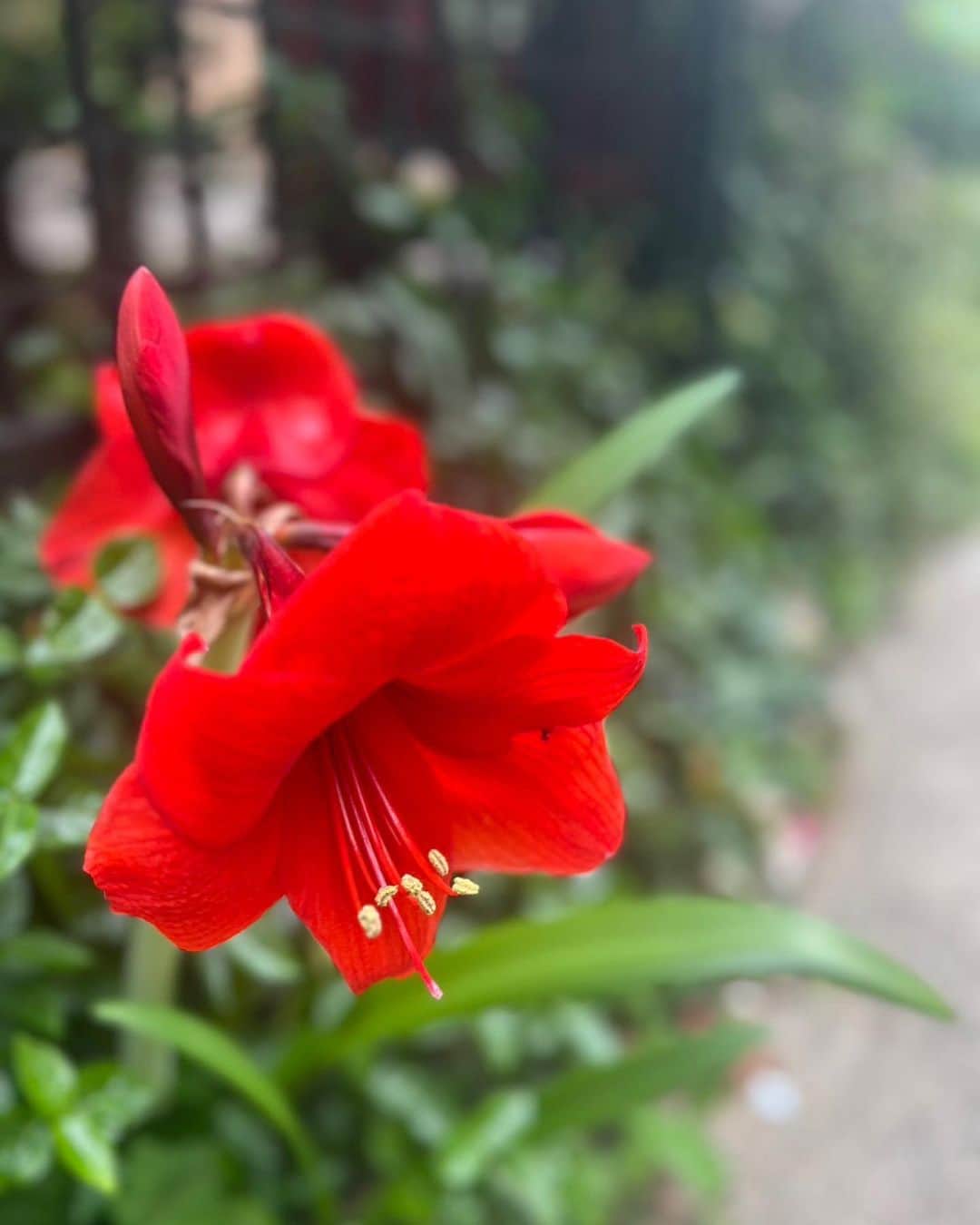 キャシー中島さんのインスタグラム写真 - (キャシー中島Instagram)「* アマリリス、咲きました。 美しい色です❤️  いただいたアマリリスの鉢植えを花が終わった後に地植えにして、ほったらかしにしていたのに、毎年花を咲かせてくれます♪ 嬉しいわ😃  今日は大阪教室でレッスンです❤️ 新幹線の中は私のリラックスタイム❣️ 今日もうつらうつらしたり、本を読んだり、スマホでドラマを見たり、のんびりしています♪  今日の靴は黒い服に合わせてこんなプリントのヴァラです。  大阪の生徒さんが作った110cmタペストリー中級のデザインです❤️ レースペーパーみたいに繊細で綺麗ね！  家に帰ってきてからネットショップ用のハワイアンキルトをカットしました。  サイン付きです❤️ キルティングしても良いし、アウトラインステッチで刺繍しても良いわね！  今日はどんな1日でしたか？ 私はちょっと頑張ったハッピーな1日でした❣️」5月25日 21時56分 - official_kathynakajima