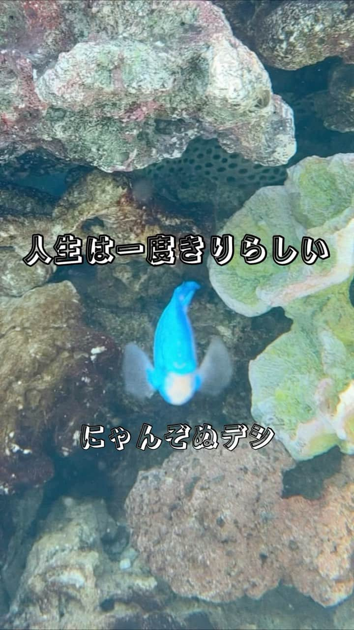 にゃんぞぬデシのインスタグラム：「ドンキの前の水槽って水族館ですよね？  #歌詞動画　#歌詞　#おすすめ曲　#曲紹介おすすめ #エモい　#エモい曲  #エモいとは #歌うま #うたうま #心に響く名曲 #魚　#水族館　#ドンキ　#ドンキの水槽 #ドンキ水族館　#ドンキホーテ　#魚の歌手　#魚も歌う #jpop #懐かしい #オリジナル曲作ってみた #オリジナル曲 #オリジナル曲使ってね #にゃんぞぬデシ #人生は一度きりらしい」